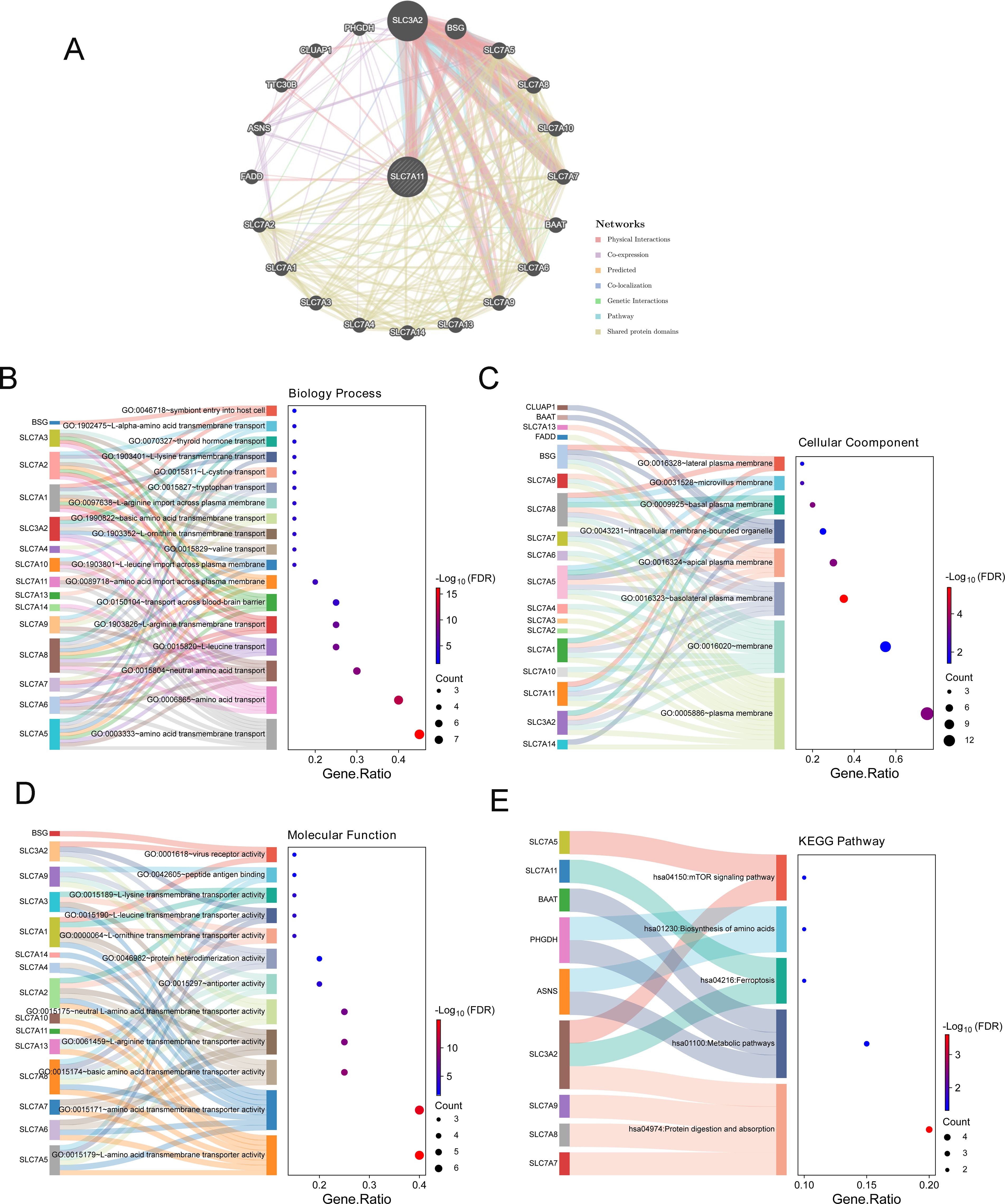 Network analysis and pathway visualization of SLC gene interactions. Image A displays a network diagram highlighting interactions among SLC genes such as SLC7A11, SLC7A5, and BSG. Images B to E represent Sankey diagrams showing gene ratios in terms of biological processes, cellular components, molecular functions, and KEGG pathways, with a legend for significance and count. Each section features color-coded pathways including symbiotic transport, plasma membrane localization, receptor activity, and mTOR signaling, with FDR significance scaled by circle size and color gradient.