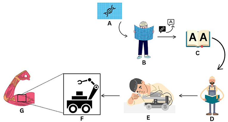 Diagram illustrating a process starting with a blueprint carrying a symbol of DNA (A), followed by a person reading those blueprints (B), an arrow with two symbols, the symbol of DNA and a box with the letter A, indicating conversion from DNA to letters, the arrow links to an open book with letters (C). The sequence continues with a person holding a book (D), leading to a person assembling a device (E). A graphic of a robotic device (F) is embedded to a muscular arm (G).