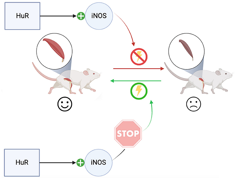 A picture shows how two things, HuR and iNOS, affect muscles. HuR sends a signal to iNOS with a green plus sign. Then, iNOS sends a red arrow to a lightning bolt with a red X, showing it causes energy problems. This leads to a red arrow going from a happy mouse with strong muscles to a sad mouse with weak muscles. At the bottom, the same picture is shown again, but this time a stop sign blocks iNOS. This lets a green arrow go from the sad mouse back to the happy mouse, showing energy can be restored if iNOS is blocked.