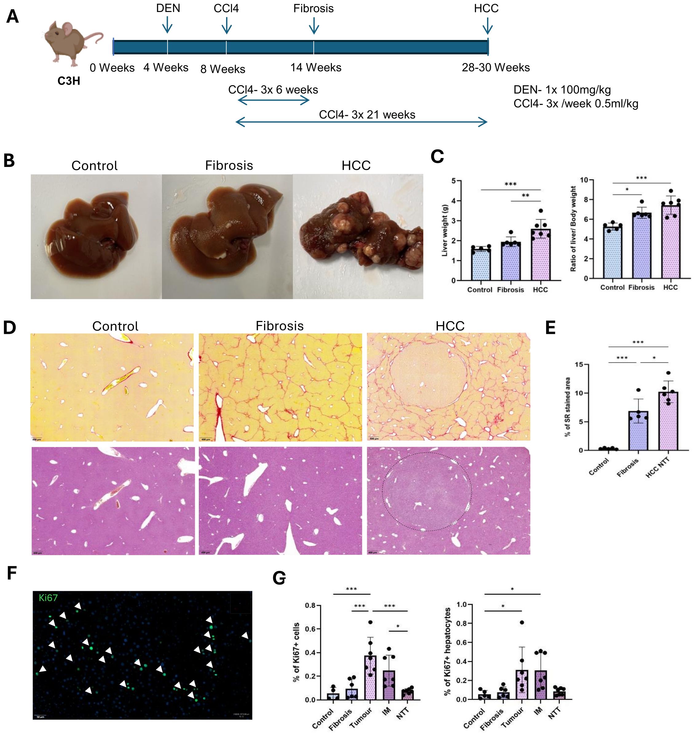 Panel A shows a timeline of the experimental progression from administration of DEN and CCl4 in C3H mice to induce fibrosis and HCC over 28-30 weeks. Panel B displays images of liver tissues from control, fibrosis, and HCC groups. Panel C presents bar graphs of liver weight and liver-to-body weight ratio, showing significant differences among the groups. Panel D provides histological images comparing liver tissues stained with Sirius Red and H&E in control, fibrosis, and HCC conditions. Panel E includes a bar graph of the percentage of Sirius Red-stained area. Panel F features an image with Ki67 staining indicating proliferating cells. Panel G contains bar graphs illustrating percentages of Ki67 positive cells and hepatocytes across different conditions.