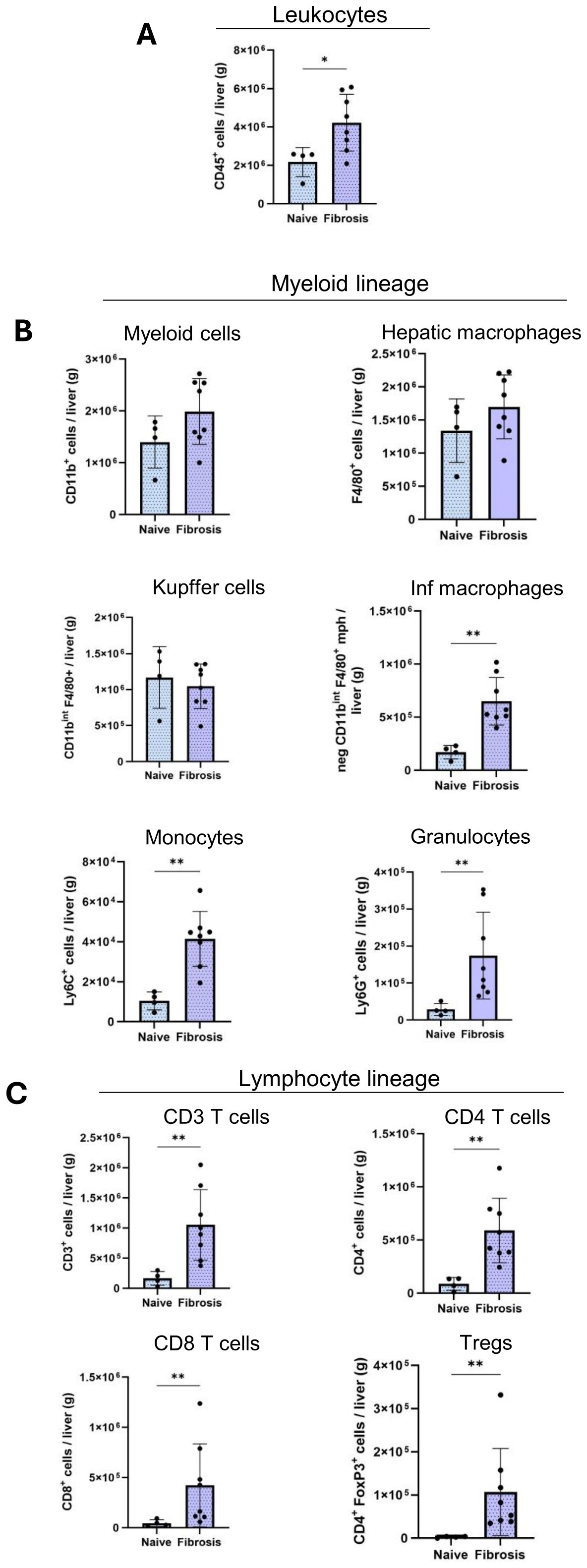 Bar graphs comparing cell populations in naive and fibrosis conditions. A shows leukocytes; B shows myeloid lineage cells such as myeloid cells, hepatic macrophages, Kupffer cells, inflammatory macrophages, monocytes, and granulocytes; C shows lymphocyte lineage cells such as CD3 T cells, CD4 T cells, CD8 T cells, and Tregs. Statistically significant differences are indicated by asterisks.