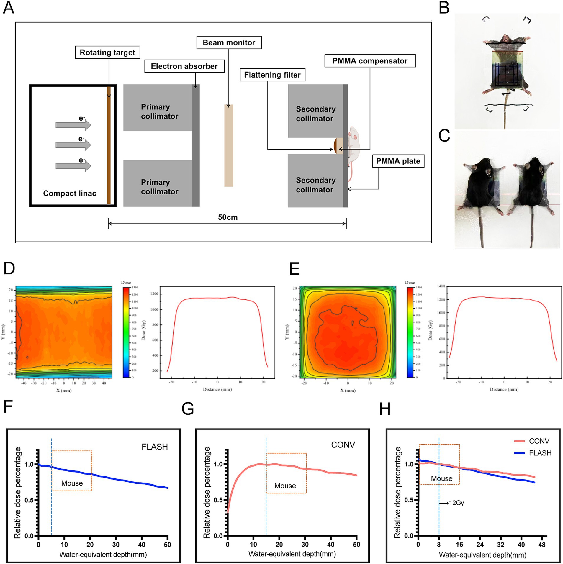 Diagram illustrates components of a radiation delivery system for research, including a compact linac and collimators. Photos show mice in experimental setups. Heatmaps display radiation dose distributions. Graphs compare dose percentages across water-equivalent depths using FLASH and conventional (CONV) techniques, highlighting mouse treatment.