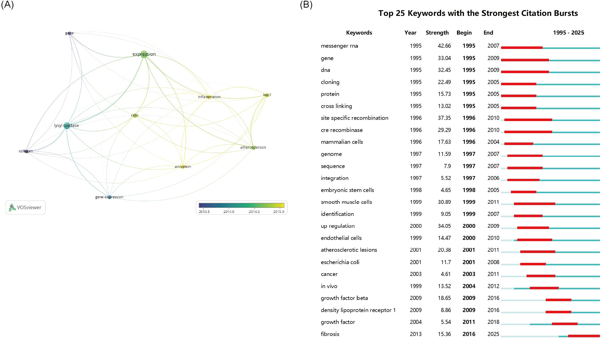 (A) A network visualization map created with VOSviewer shows interconnected keywords, such as “expression,” “inflammation,” and “lysyl oxidase,” with nodes colored from blue to green, indicating the timeframe from 2013 to 2015. (B) A table lists the top 25 keywords with the strongest citation bursts, including “messenger RNA” and “gene.” The table shows strength, beginning year, and end year with a bar graph illustrating bursts from 1995 to 2025.