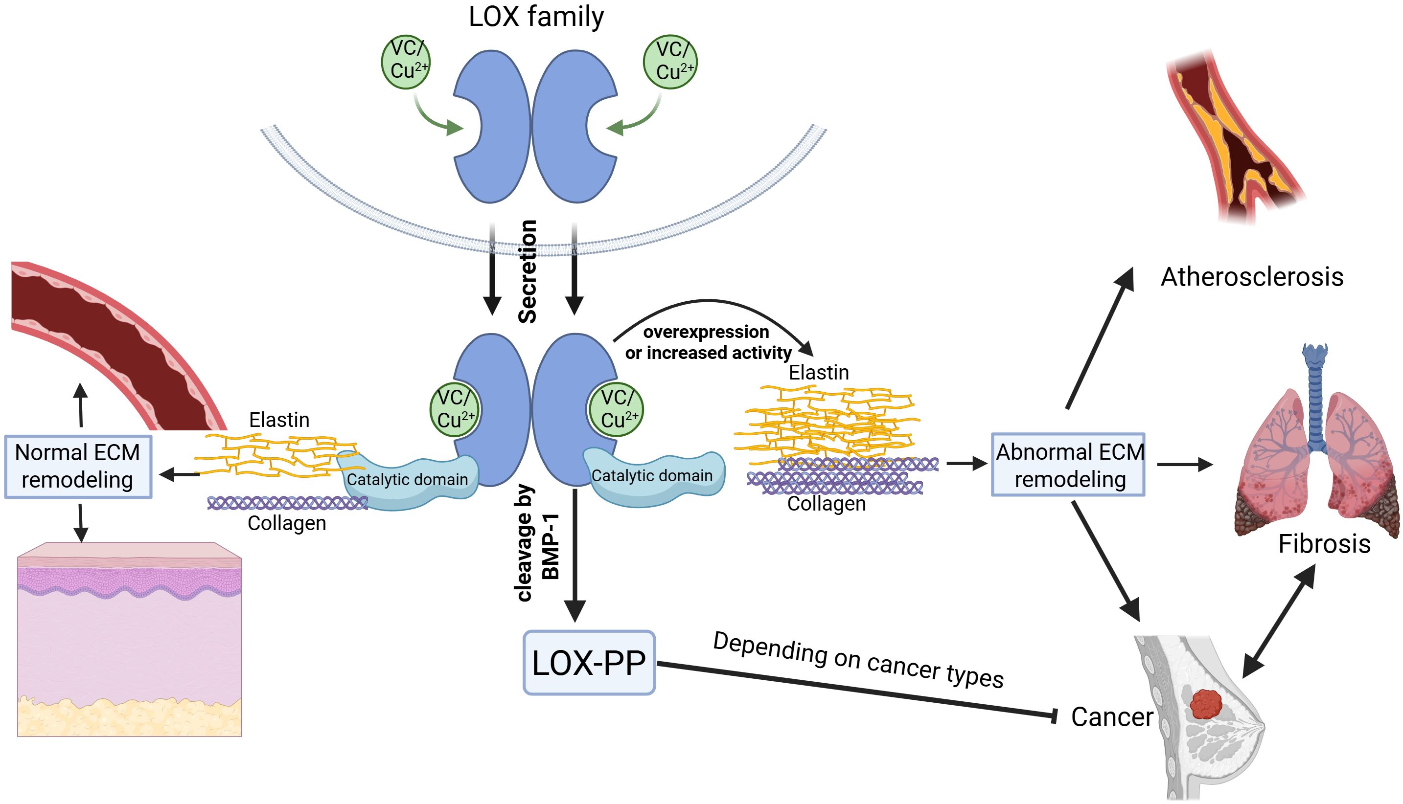 Diagram illustrating the role of the LOX family in ECM remodeling. It shows the normal process with elastin and collagen leading to regular ECM remodeling. Overexpression results in abnormal remodeling, linked to conditions like atherosclerosis, fibrosis, and cancer. The LOX family, with catalytic domains and regulation by VC and Cu²⁺, is depicted cleaving elastin and collagen.