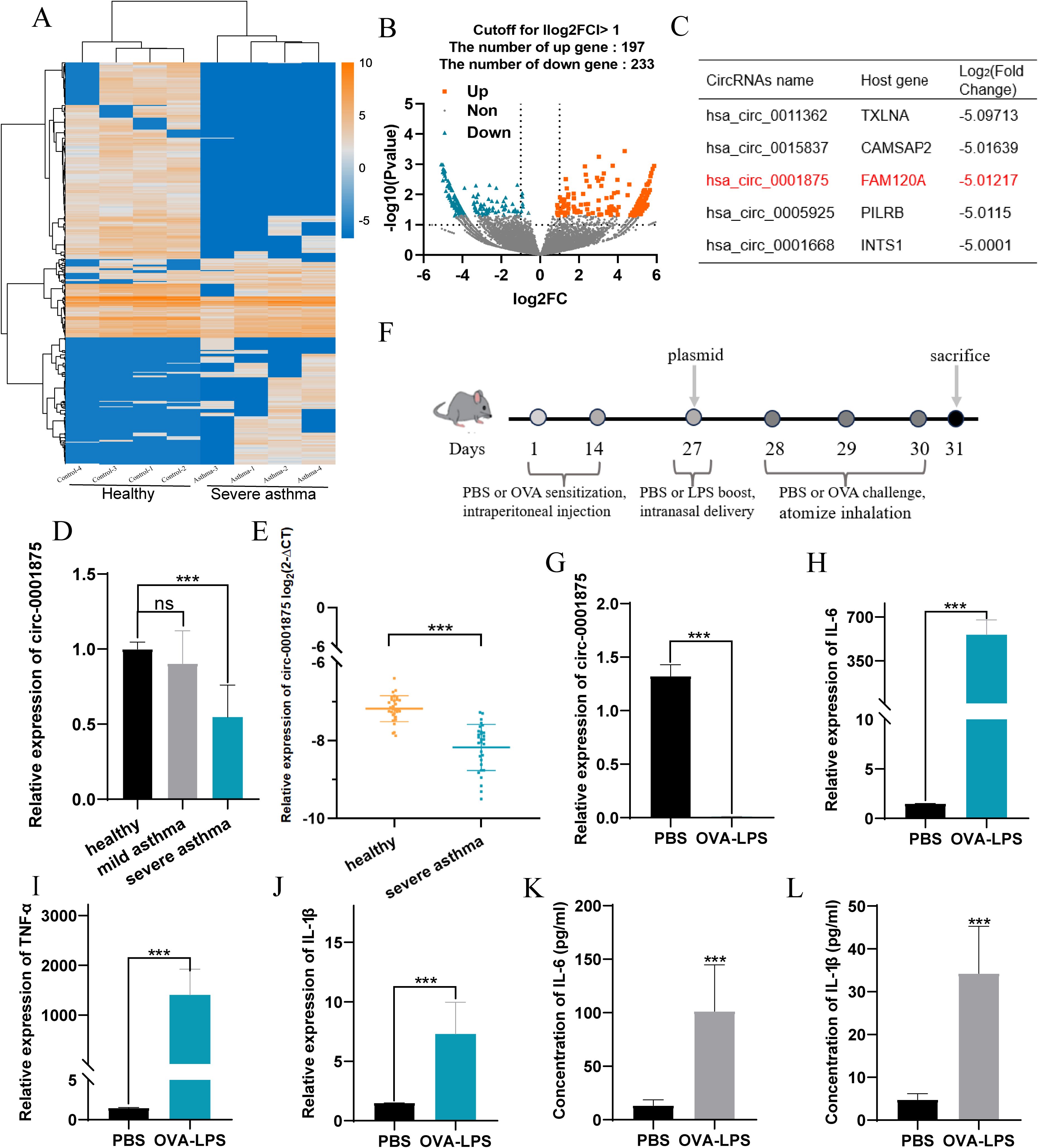 A composite image displays various data visualizations and a diagram related to asthma research. Panel A features a heatmap comparing gene expression in healthy and severe asthma groups. Panel B shows a volcano plot highlighting upregulated and downregulated genes with cutoff values. Panel C lists circRNAs with corresponding host genes and fold change values. Panel D through E present bar and scatter plots depicting the relative expression of circ-0001875 in different asthma conditions. Panels G through J show bar graphs examining expressions of circ-0001875, IL-6, TNF-α, and IL-1β in PBS and OVA-LPS treatments. Panels K and L depict concentration comparisons of IL-6 and IL-1β. Panel F provides an experimental timeline involving mice. Statistical significance is indicated by asterisks.