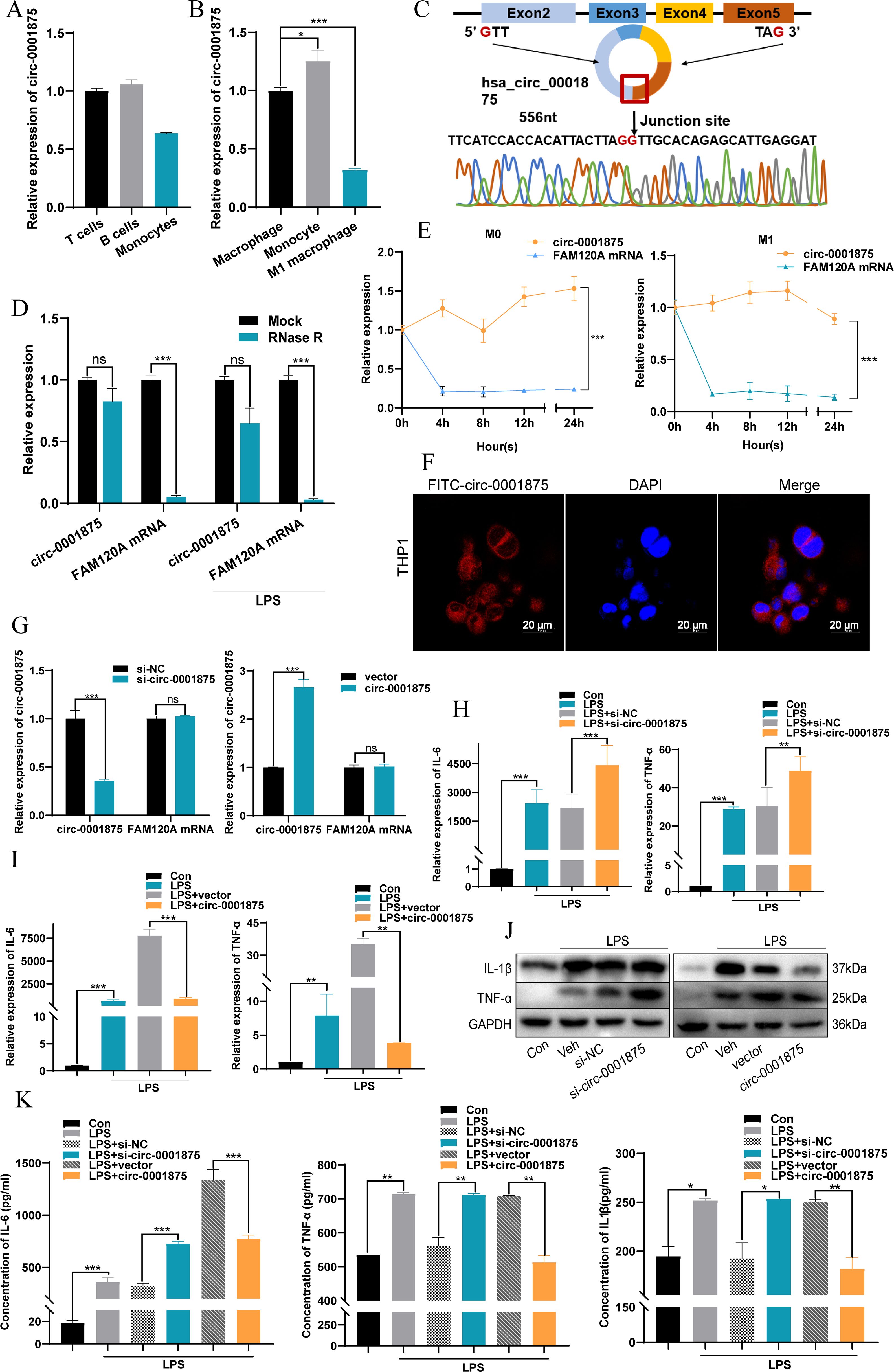 This image contains multiple panels detailing experimental data on circ_0001875 expression. Panels A and B show bar graphs of relative expression levels in various cell types and macrophage states. Panel C illustrates circRNA structure and sequencing. Panel D displays bar graphs of expression levels under different treatments. Panel E presents line graphs comparing expression over time. Panel F shows fluorescence microscopy images revealing cellular localization of FITC-circ_0001875. Panels G, H, I, and K include bar graphs analyzing expression changes and cytokine concentrations under varying conditions. Panel J shows western blot results for IL-1β, TNF-α, and GAPDH proteins.