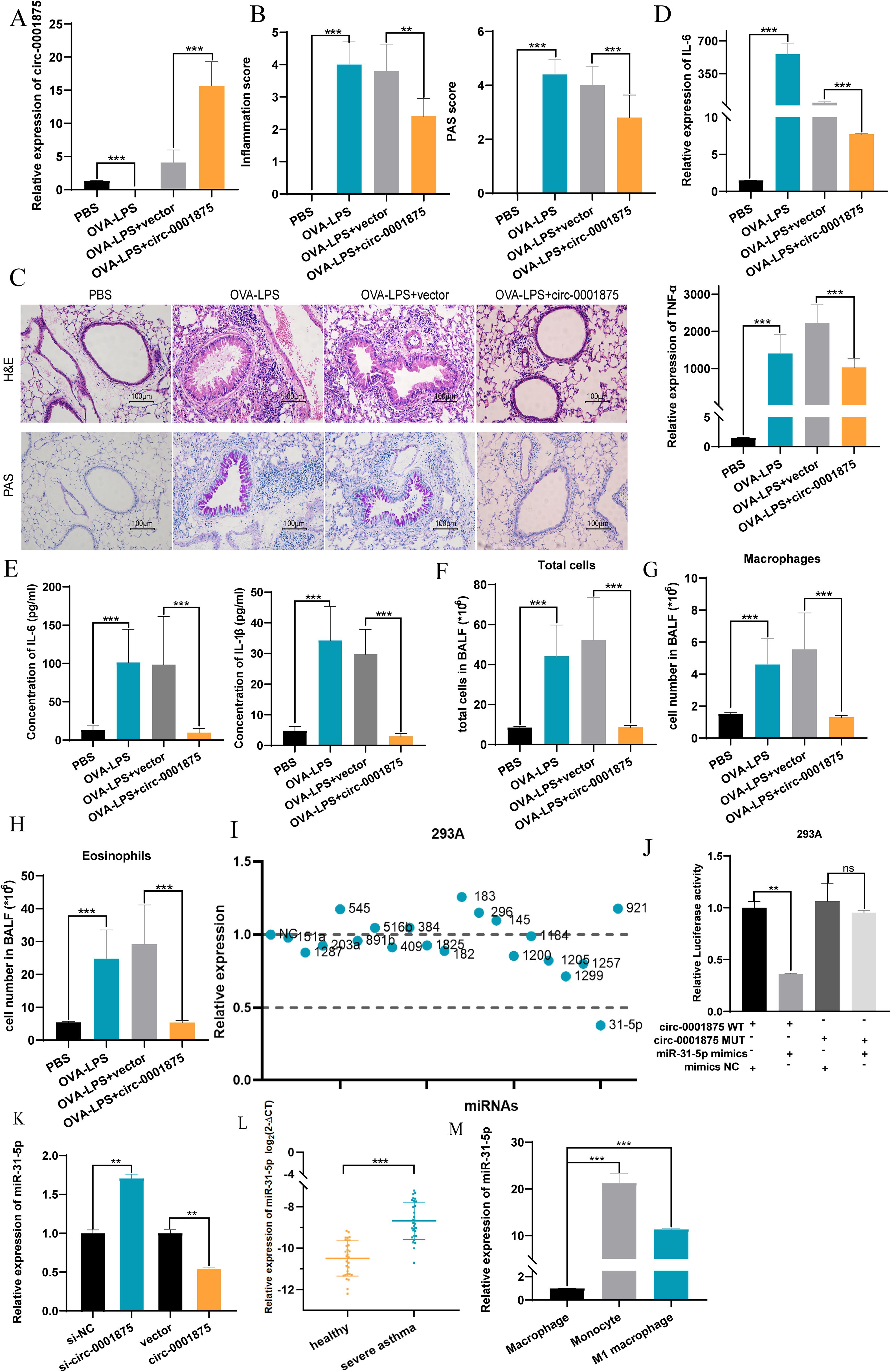 Graphs and histology images depict the effects of OVA-LPS and circ-0001875 treatments. Graphs (A, B, D, E, F, G, H, J, K) show changes in expression levels, inflammation scores, cell counts, and luciferase activity. Histology images (C) show lung tissue sections stained with H&E and PAS. Graph (I) shows relative expression of various miRNAs. Graphs (L, M) display miR-31-5p expression in healthy versus severe asthma, and in different cell types. Statistical significance is indicated with asterisks.