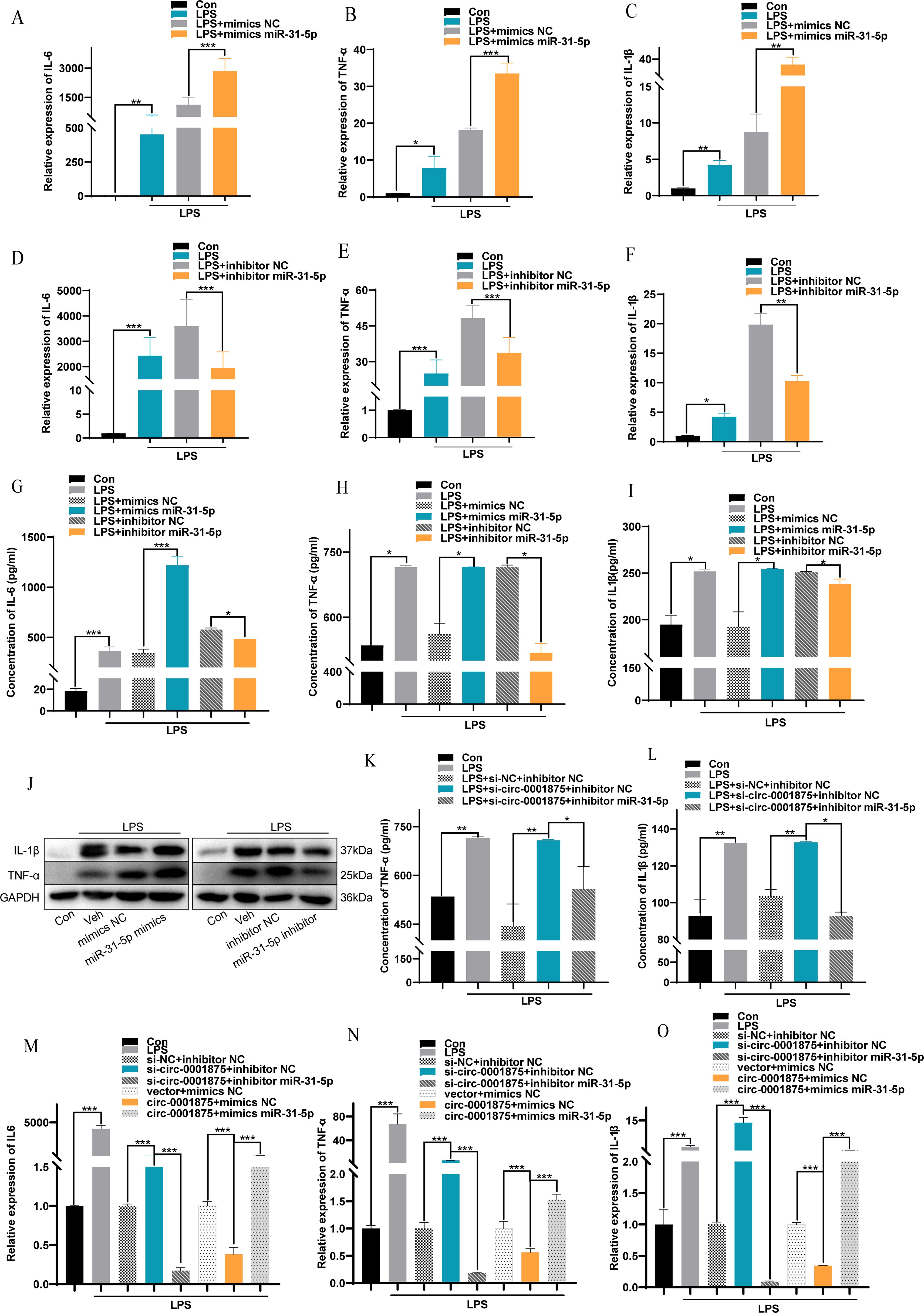 Graphs display the effects of various treatments on inflammatory markers. Panels A to F show relative expression of IL-six, TNF-alpha, and IL-one beta under different conditions, while panels G to I depict their concentration levels. Panel J presents Western blot analysis for IL-one beta, TNF-alpha, and GAPDH. Panels K to O illustrate the effects on TNF-alpha and IL-one beta expression and concentration in different treatment groups, using LPS and specific inhibitors or mimics. Statistical significance is denoted with asterisks, with annotations indicating comparisons between groups.