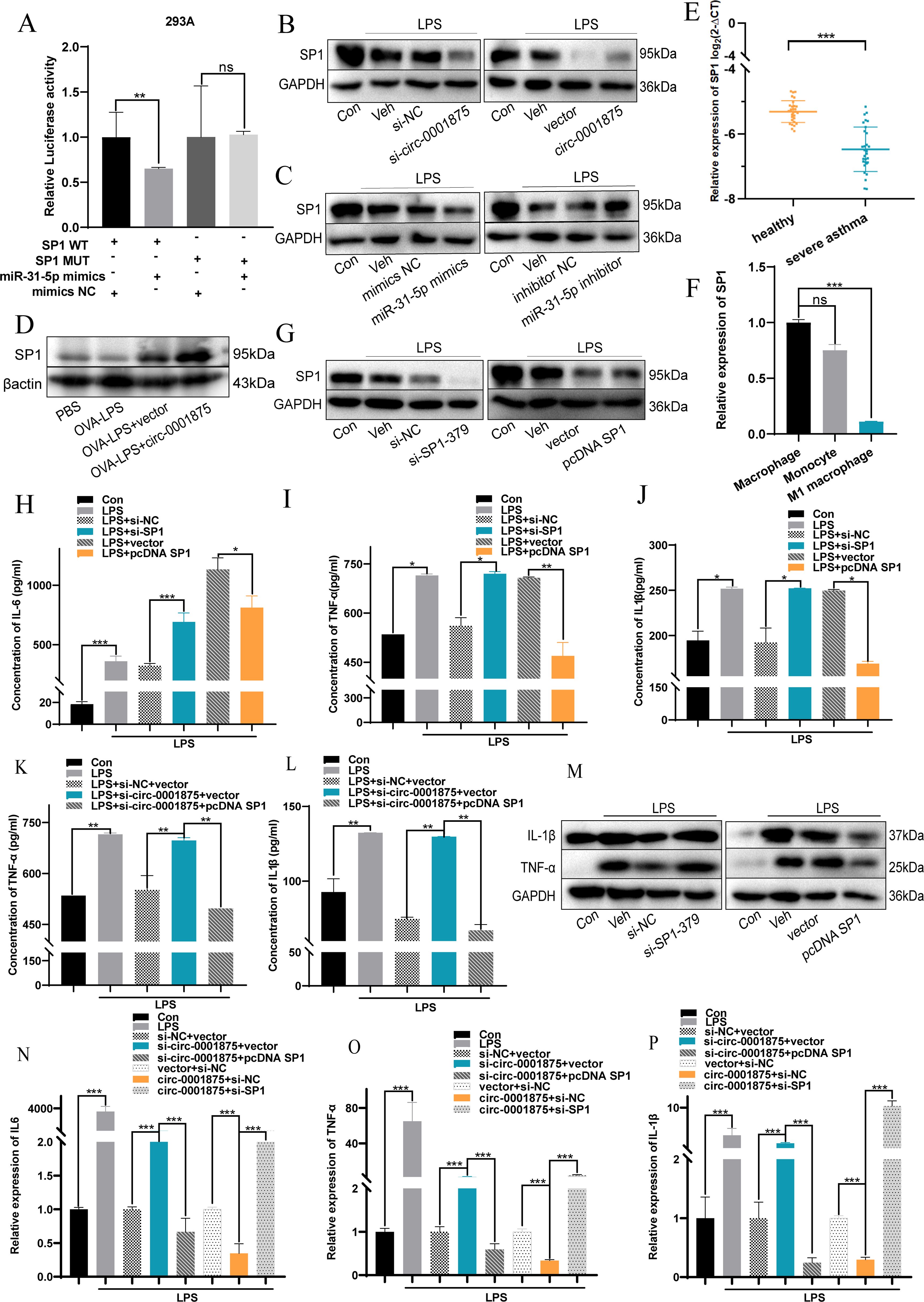 Scientific research image presenting various graphs and western blot analyses. Multiple panels (A-P) display data on the expression of proteins such as SP1, interleukins, and TNF-alpha under different conditions, including the presence of LPS, specific inhibitors, vectors, and constructs. Bar graphs illustrate relative expression levels and protein concentrations with significance indicated by asterisks and 'ns' for non-significant. Each panel includes a different set of experimental variables, demonstrating statistical analyses related to inflammation and gene expression.