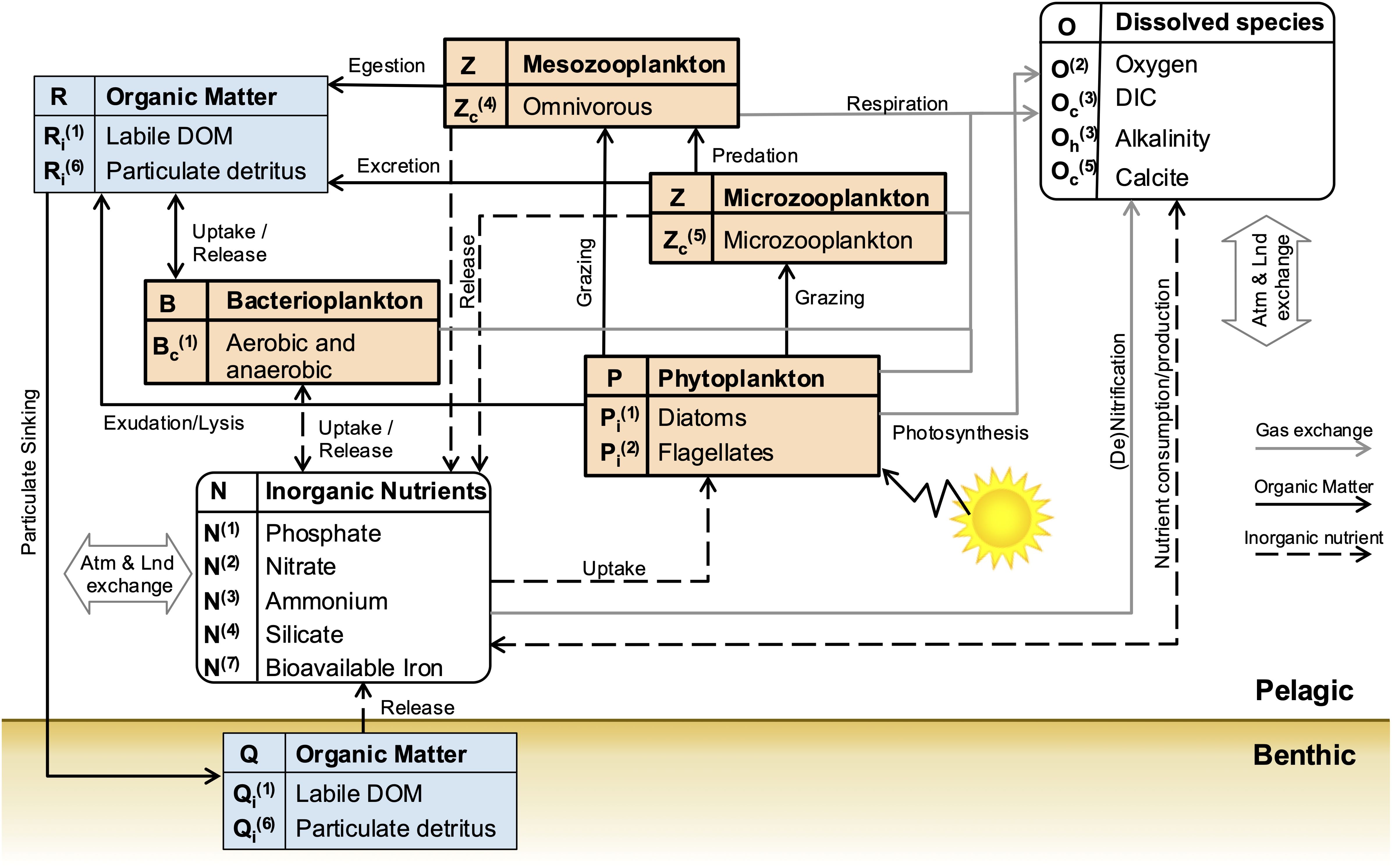 Diagram depicting the carbon and nitrogen dynamics in a marine ecosystem. It includes components like organic matter, bacterioplankton, phytoplankton, microzooplankton, mesozooplankton, inorganic nutrients, and dissolved species. Arrows indicate processes such as uptake, release, excretion, photosynthesis, predation, and grazing. The benthic and pelagic zones are marked, with emphasis on interactions like gas exchange and nutrient cycles with the atmosphere and land.