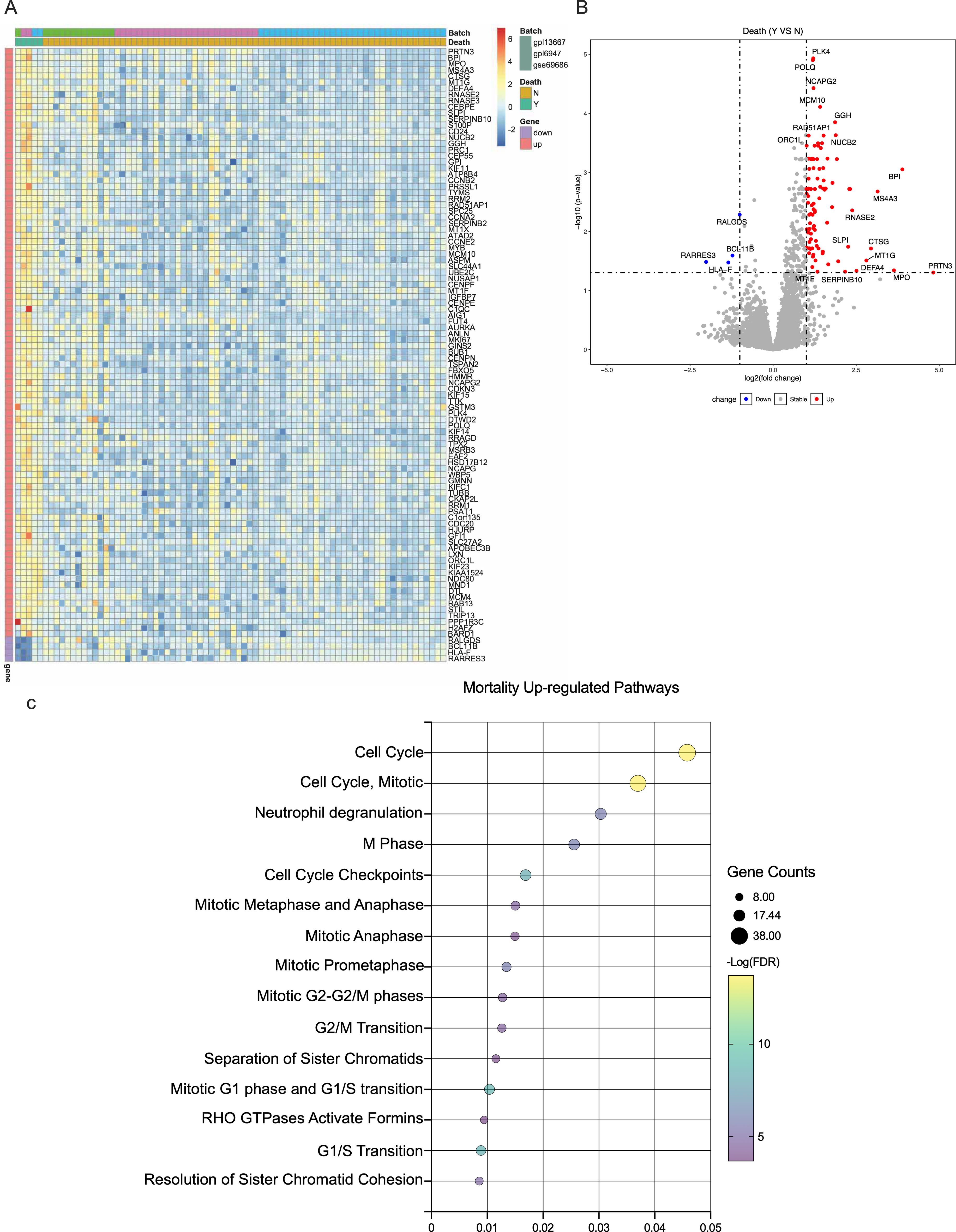 A three-part data visualization: A. A heat map showing gene expression levels across different batches and death statuses, with color codes for batch, death, and gene regulation. Genes are listed on the right. B. A volcano plot displaying gene expression changes, highlighting significant genes related to mortality with red dots. C. A dot plot of mortality up-regulated pathways, illustrating pathways like cell cycle and phases, and gene counts indicated by dot size and color intensity corresponding to -log(FDR).