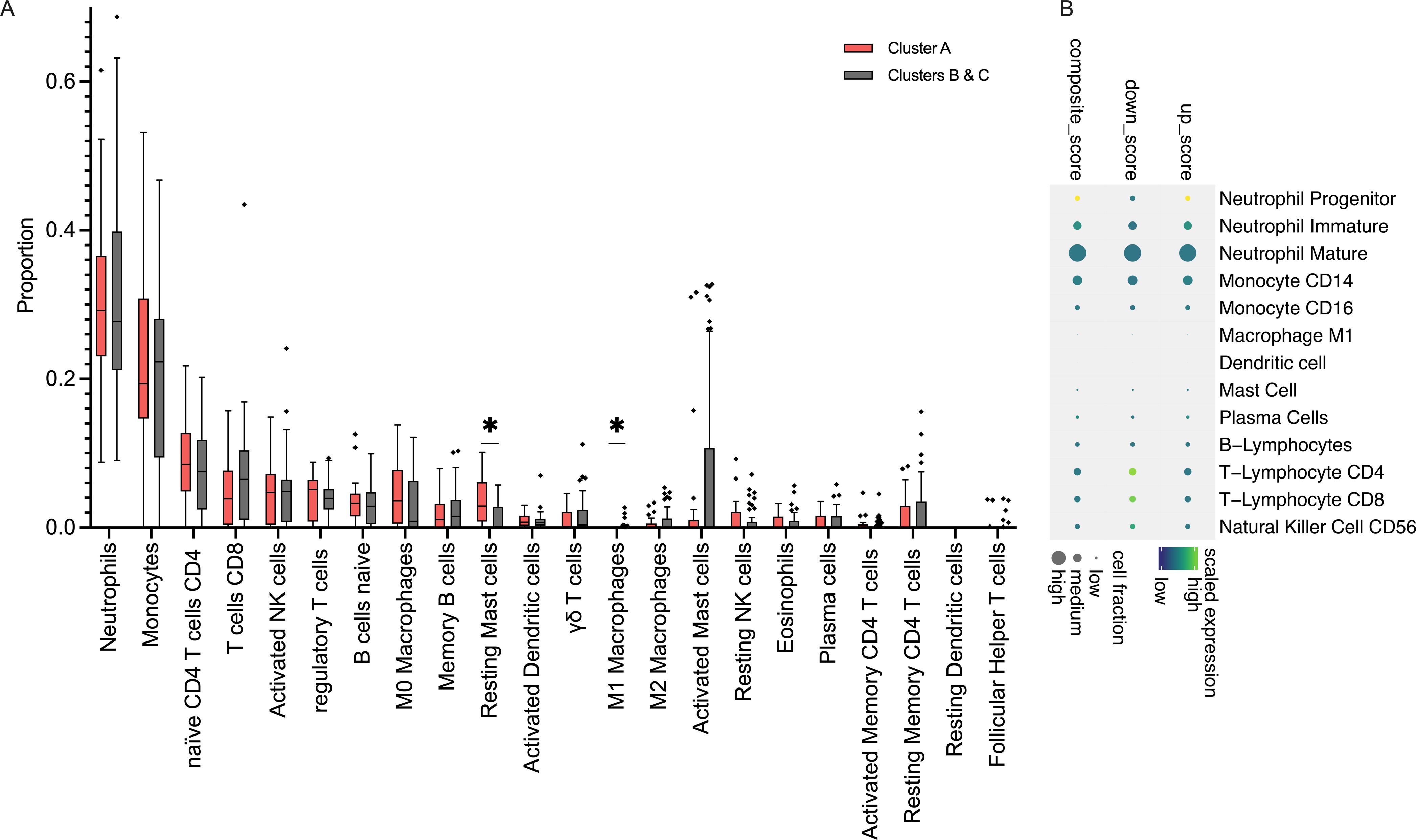 Panel A presents a box plot showing the proportion of various immune cells across two clusters: Cluster A (red) and Clusters B & C (gray). The x-axis lists cell types such as neutrophils and T cells. Panel B depicts a bubble plot displaying composite, down, and up scores for different cell types, including Neutrophil Progenitor and Macrophage M1. Bubble size indicates cell fraction, while color represents scaled expression levels from low to high.