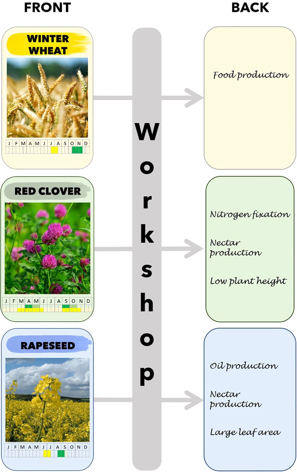 Front cards show winter wheat, red clover, and rapeseed with images and growth timelines. Back of the cards provides an illustration of the participant’s rationale for their crop choice during the workshop.