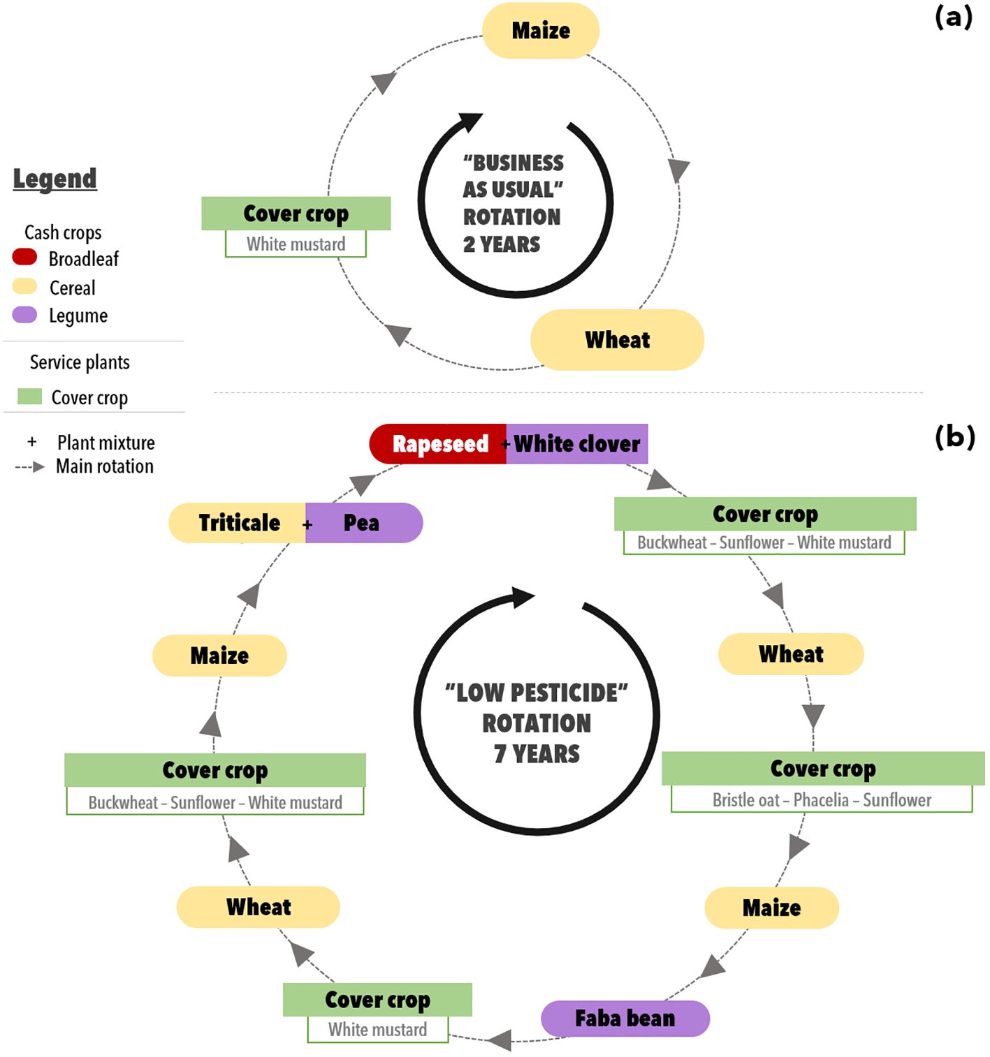 Diagram depicting crop rotation strategies. (a) “Business as Usual” rotation involves maize and wheat over two years with white mustard as a cover crop. (b) “Low Pesticide” rotation spans seven years, including maize, wheat, triticale with pea, rapeseed with white clover, and faba bean, with cover crops like buckwheat, sunflower, and white mustard. The legend differentiates cash crops (broadleaf, cereal, legume) and service plants (cover crop).