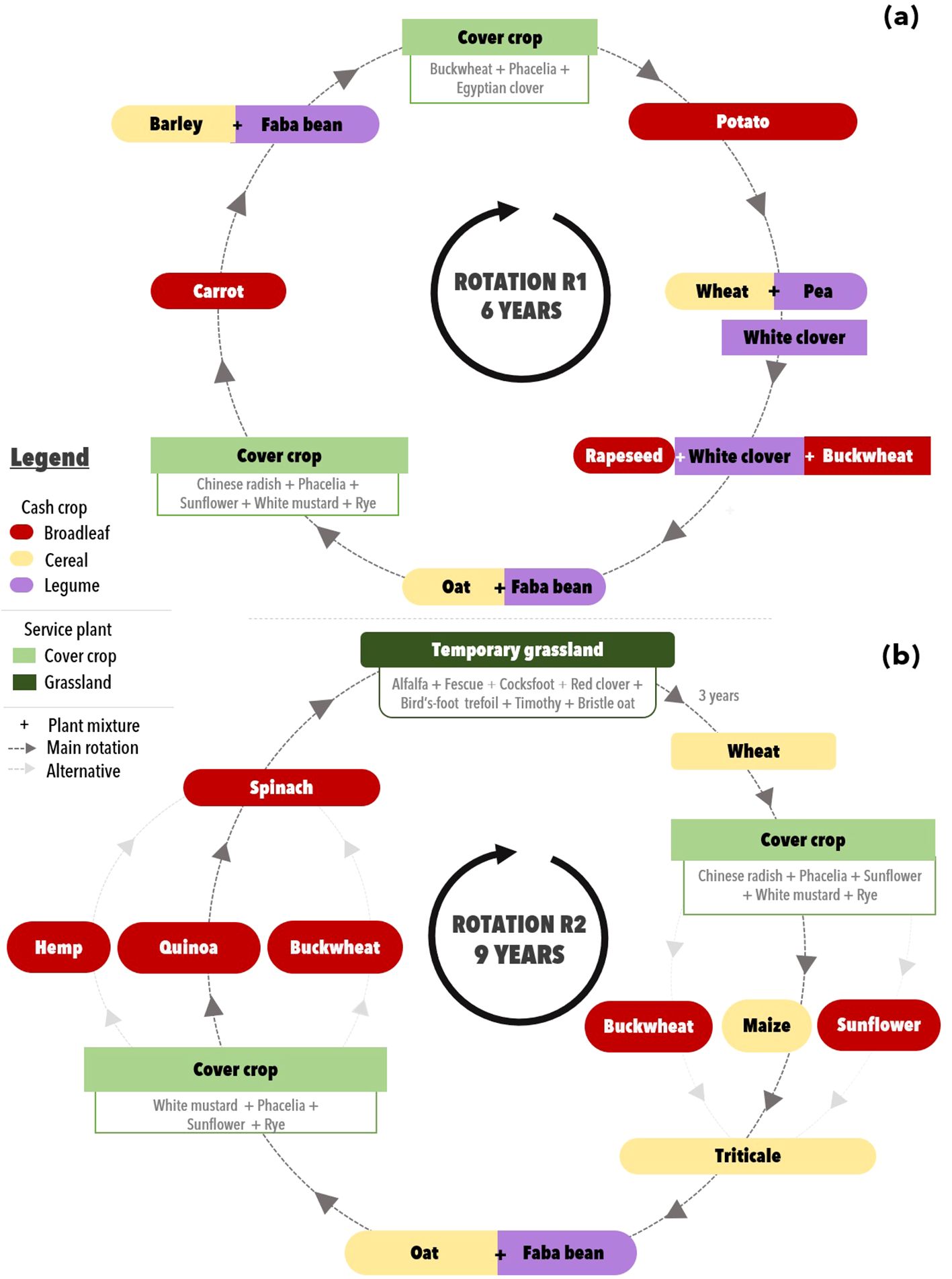 Crop rotation diagram with two cycles. (a) Rotation R1, lasting six years, includes barley with faba bean, potato, wheat with pea, rapeseed with white clover and buckwheat, oat with faba bean, and carrot. Cover crops are buckwheat, phacelia, and Egyptian clover. (b) Rotation R2, lasting nine years, includes spinach, hemp, quinoa, buckwheat, wheat, maize, sunflower, triticale, and oat with faba bean. Temporary grassland lasts three years. Cover crops include white mustard, phacelia, sunflower, rye, and Chinese radish mixtures. Legend indicates types: cash crop, broadleaf, cereal, legume, cover crop, and grassland. Arrows show main and alternative rotations.