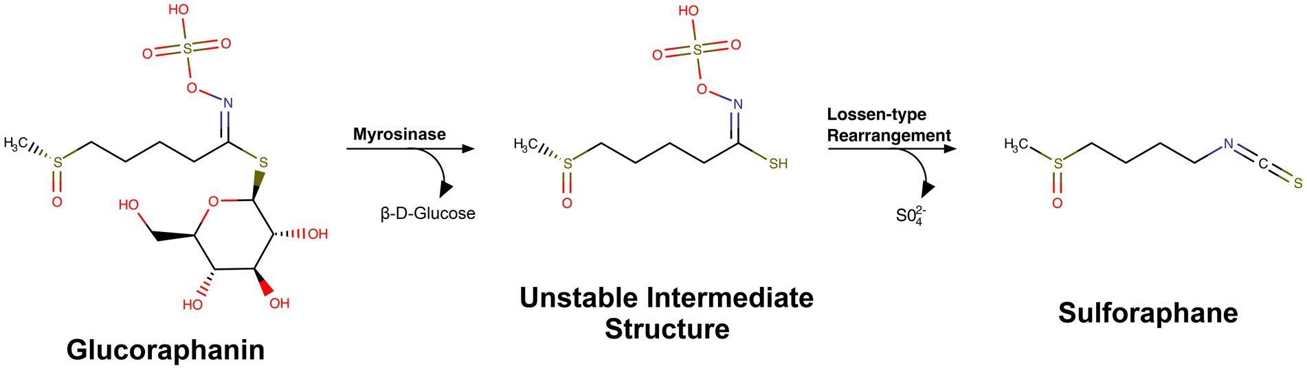 Chemical pathway of sulforaphane synthesis. Glucoraphanin is converted to an unstable intermediate by myrosinase, releasing beta-D-glucose. It then undergoes a Lossen-type rearrangement, losing sulfate, to form sulforaphane.