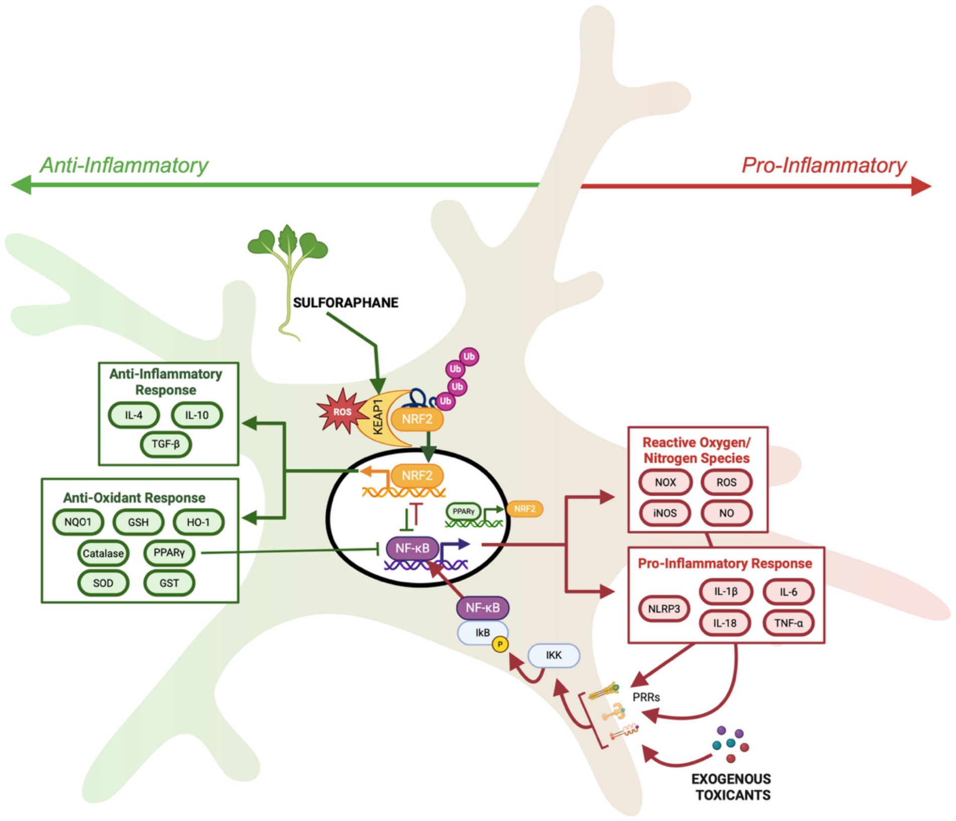 Diagram illustrating the balance between anti-inflammatory and pro-inflammatory responses via NRF2 and NF-κB pathways. Sulforaphane activates NRF2, enhancing anti-inflammatory and antioxidant responses, while reactive oxygen species (ROS) and exogenous toxicants promote pro-inflammatory reactions. Key elements include IL-4, IL-10 for anti-inflammatory, and IL-1β, IL-6 for pro-inflammatory responses.