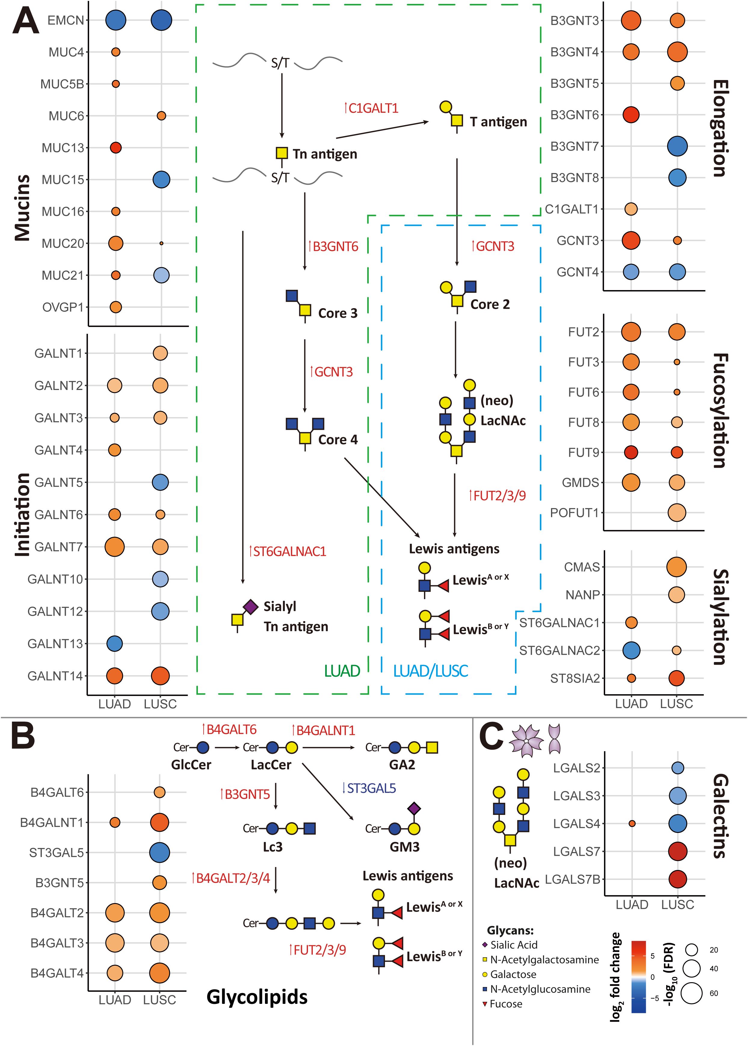 Overview of glycosylation pathways in lung adenocarcinoma (LUAD) and lung squamous cell carcinoma (LUSC). Section A depicts glycosylation in mucins, showing initiation, elongation, fucosylation, and sialylation, with enzymes marked in red. Section B illustrates glycolipid pathways, highlighting enzymatic interactions and Lewis antigens formation. Section C presents galectins, focusing on specific lectin interactions. Colored circles, bubbles, and lines indicate expression levels, fold changes, and pathway directions, respectively.