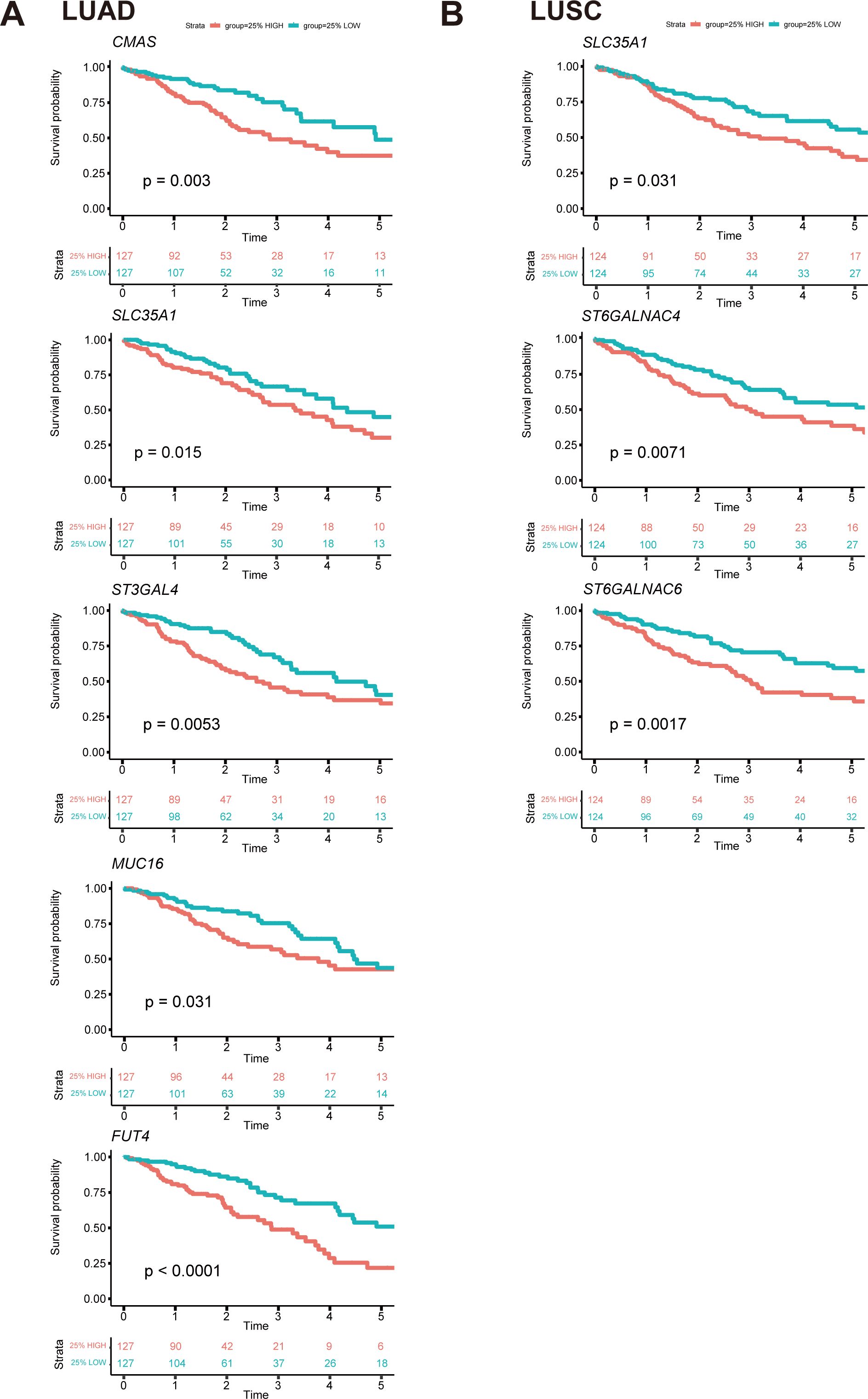 Kaplan-Meier survival curves comparing gene expression in LUAD and LUSC patients. Panel A shows LUAD: CMAS, SLC35A1, ST3GAL4, MUC16, and FUT4 with p-values ranging from 0.003 to <0.0001. Panel B shows LUSC: SLC35A1 and ST6GALNAC4 with p-values of 0.031 and 0.0071. Each graph shows survival probability over time for high and low expression groups.