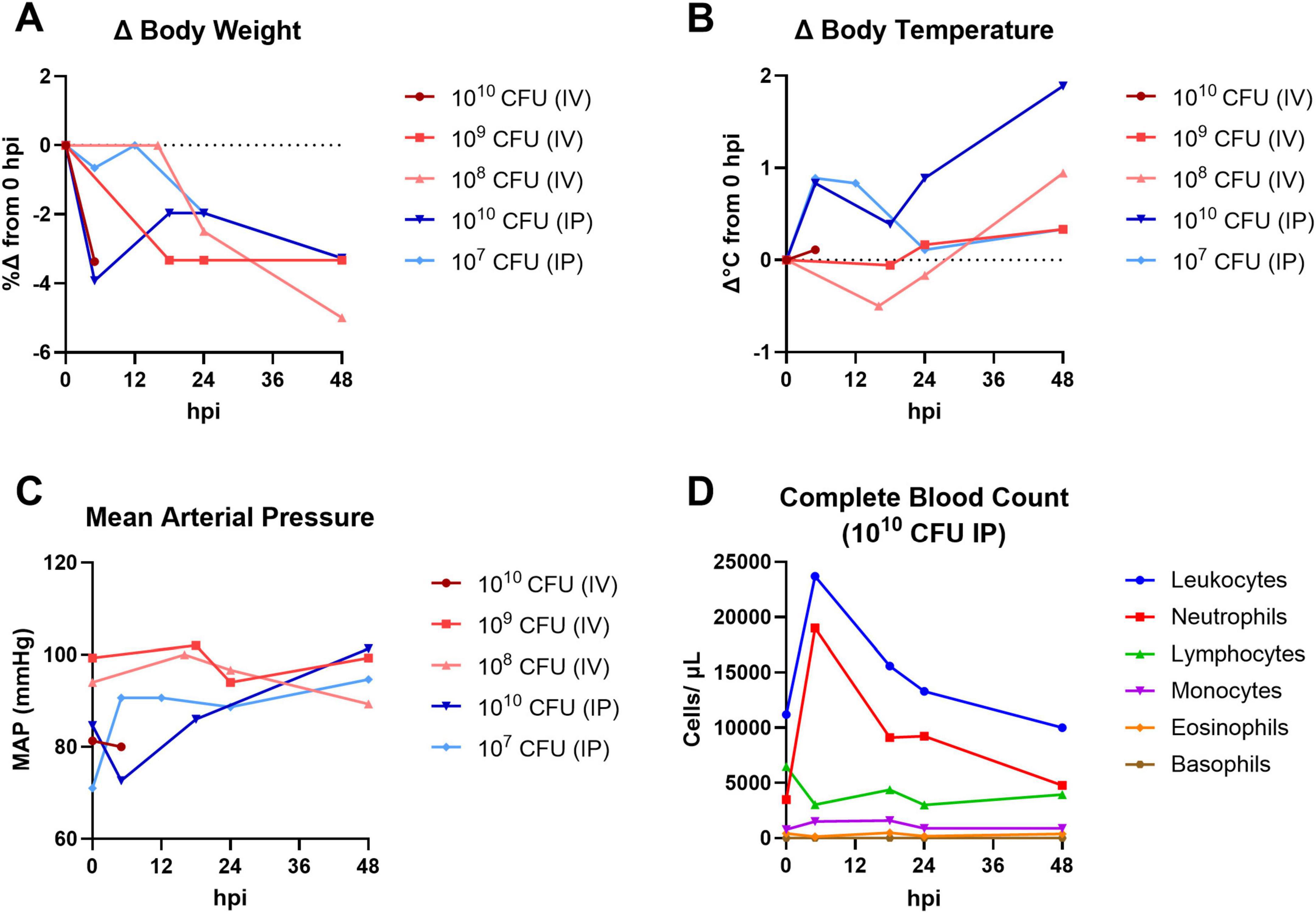 Graphs A through D display physiological and hematological changes over 48 hours post-infection (hpi) in cynomolgus macaques with different bacterial colony forming unit (CFU) counts and injection methods. A shows body weight changes, B shows body temperature variations, C presents mean arterial pressure, and D shows complete blood count changes. Different lines represent CFU values via intravenous (IV) and intraperitoneal (IP) routes. Key trends include a decrease in body weight and changes in blood cell counts, with the 10^10 CFU IP group showing notable shifts in leukocyte levels.