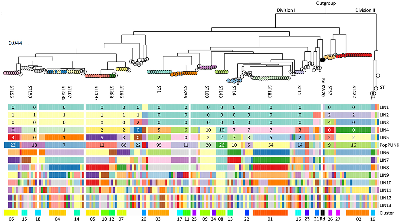 Phylogenetic tree illustrating hierarchical relationships with various colored segments indicating different sequence types (ST) across divisions and an outgroup. Below, multiple colored rows represent different lineage classifications labeled LIN1 to LIN13, and clusters. A scale bar indicates genetic distance.