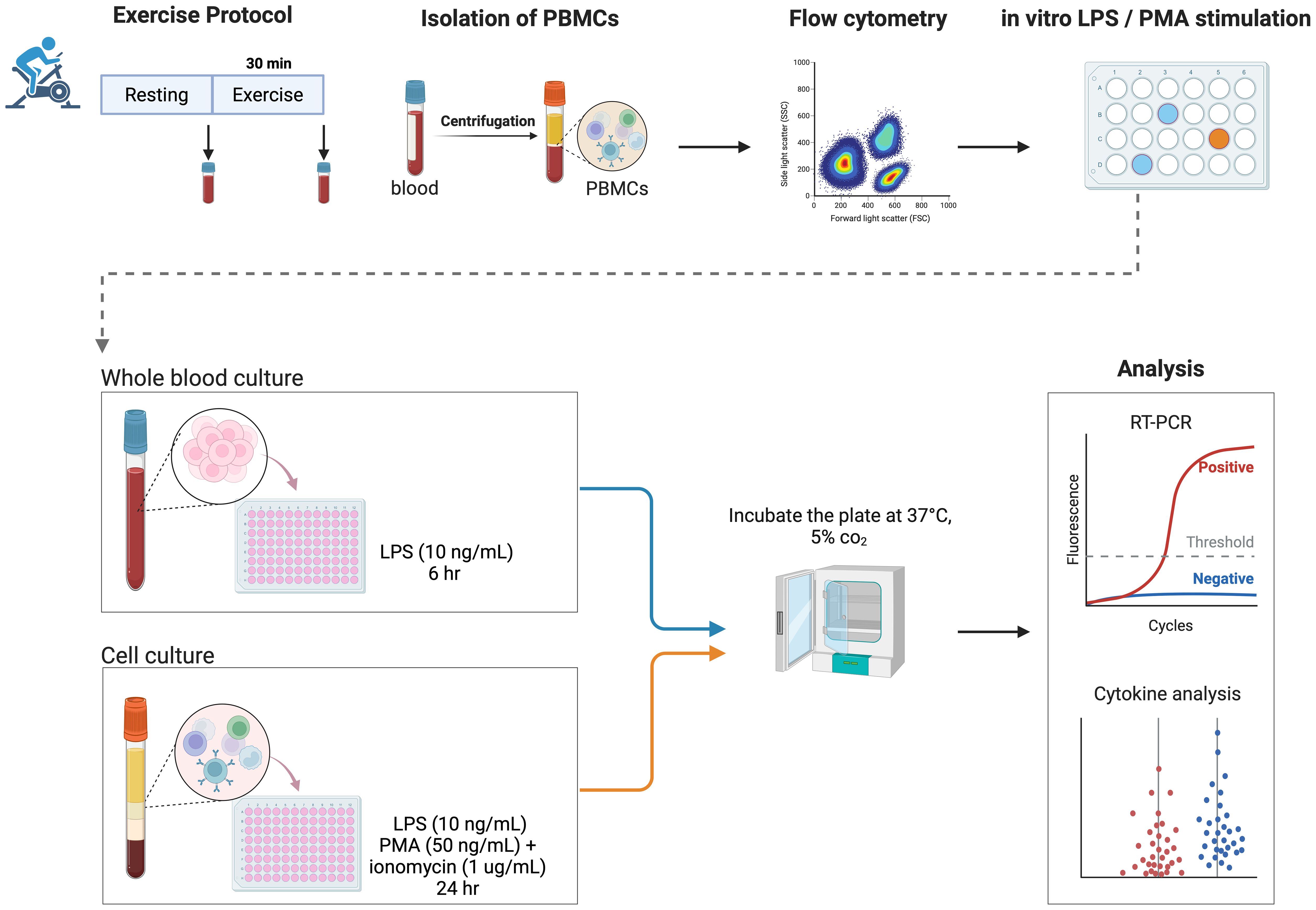 Flowchart depicting an experimental procedure involving exercise, blood collection, and immune analysis. The steps include a 30-minute rest or exercise protocol, blood collection for PBMC isolation via centrifugation, flow cytometry, and in vitro stimulation with LPS/PMA. Whole blood and cell cultures are incubated with LPS and other agents. Plates are incubated at 37 degrees Celsius with 5 percent CO2. Results are analyzed using RT-PCR and cytokine analysis.