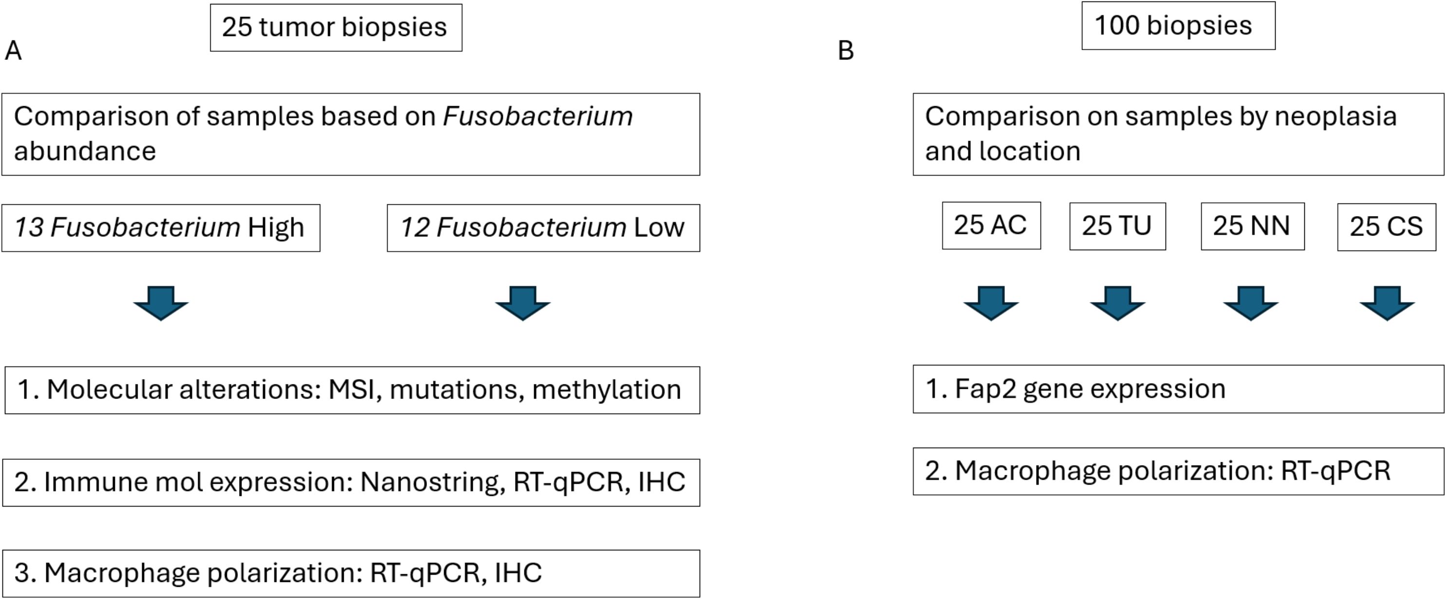Comparison diagrams detailing two biopsy studies. Part A involves 25 tumor biopsies split into 13 with high and 12 with low Fusobacterium. Analyses include molecular alterations, immune expression, and macrophage polarization. Part B involves 100 biopsies divided into subgroups: 25 adenocarcinoma (AC), 25 tumor (TU), 25 non-neoplastic (NN), and 25 colonic segment (CS). The analyses focus on Fap2 gene expression and macrophage polarization.