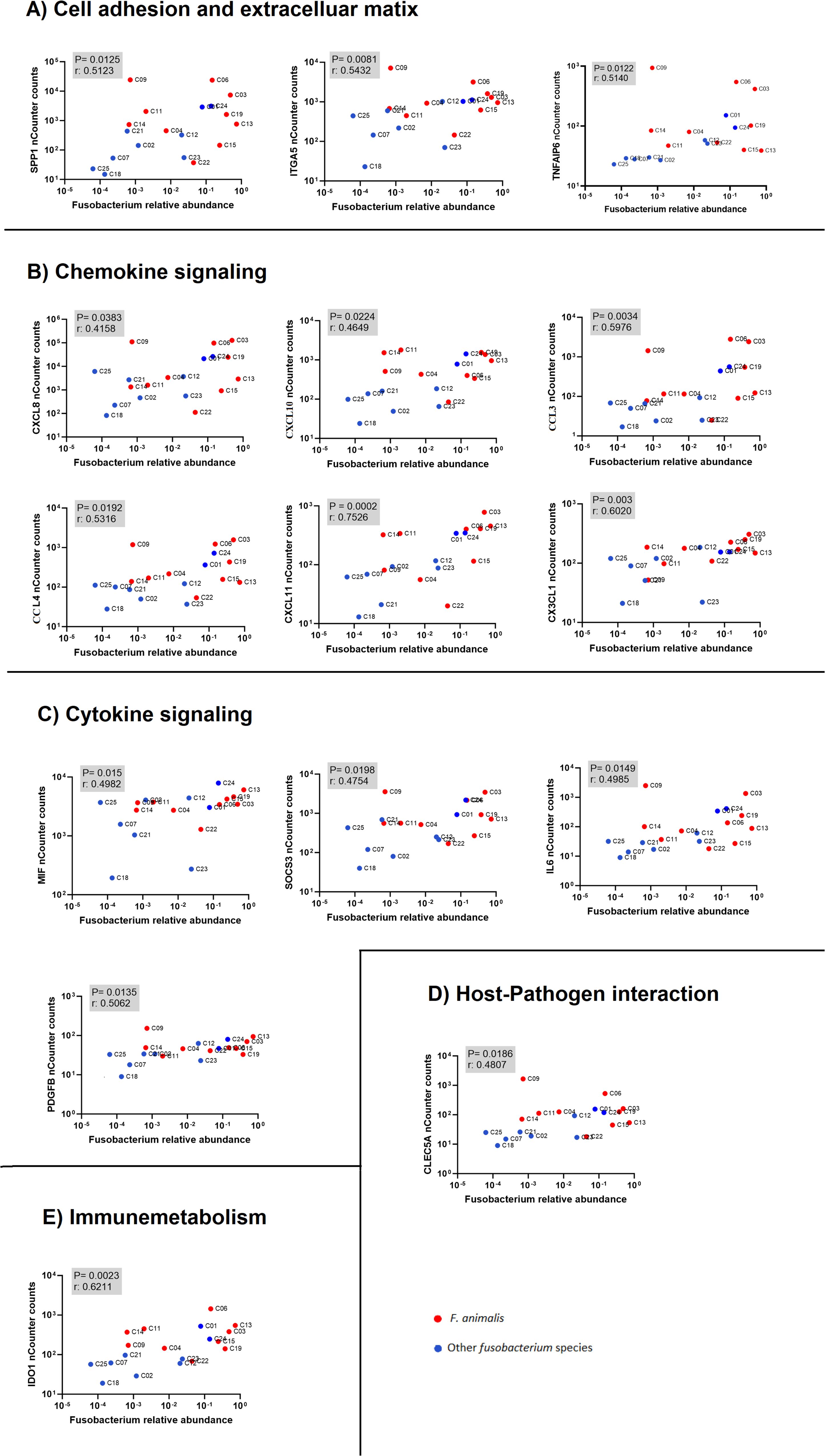 Graphs showing the correlation between Fusobacterium abundance and gene expression categorized into five functional groups: A) Cell adhesion and extracellular matrix, B) Chemokine signaling, C) Cytokine signaling, D) Host-pathogen interaction, and E) Immunometabolism. Red and blue dots represent different Fusobacterium species, with statistical significance values indicated.