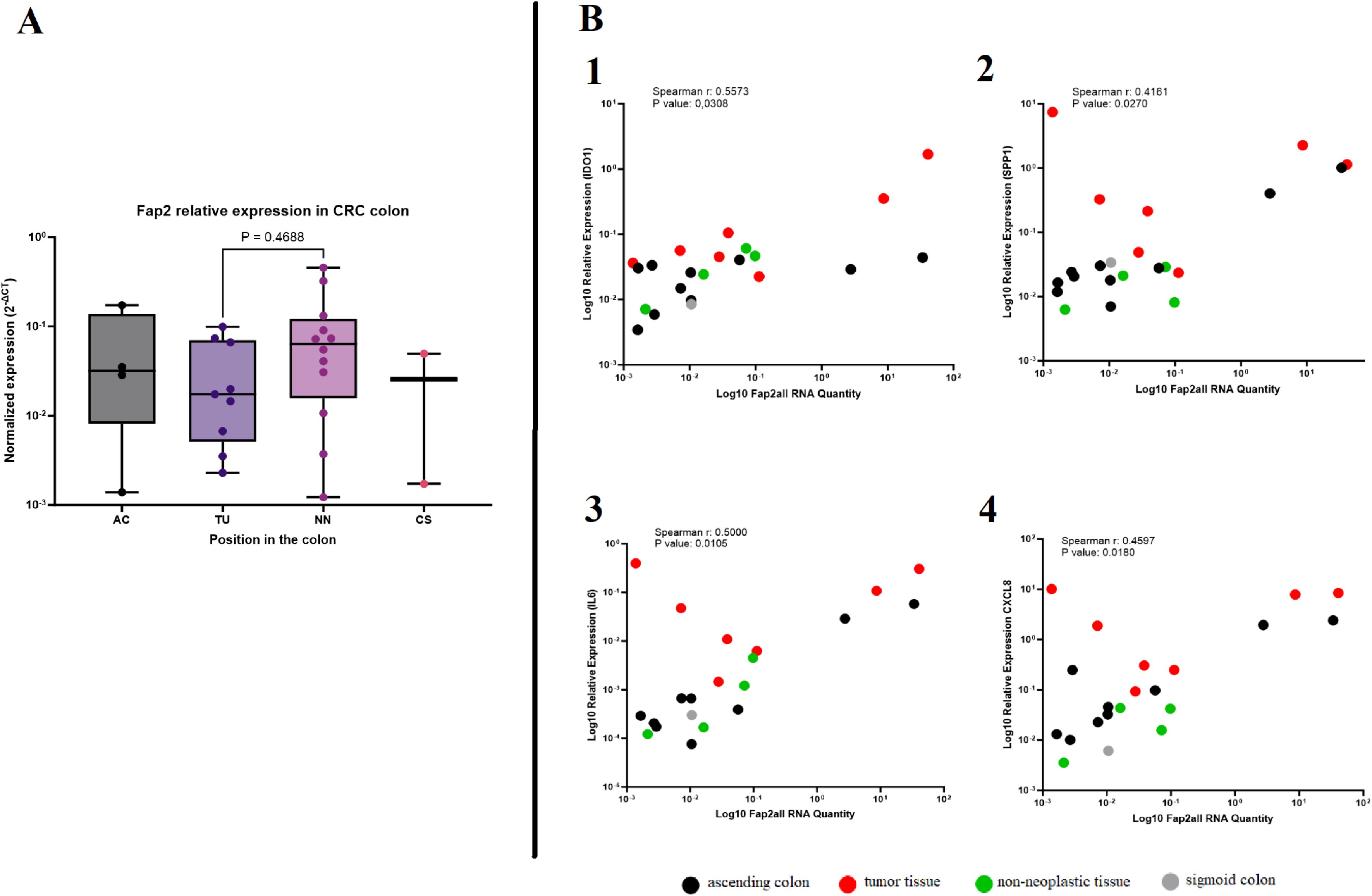 Box and scatter plots analyze Fap2 expression in CRC colon tissues. Panel A: Box plot shows normalized Fap2 expression in ascending colon (AC), tumor tissue (TU), non-neoplastic tissue (NN), and sigmoid colon (CS) with a P-value of 0.4688 (not statistically significant). Panel B: Scatter plots (1-4) display correlations between Fap2 RNA quantity and various gene expressions, with Spearman correlation coefficients and P-values. Data points are color-coded: black for ascending colon, red for tumor tissue, green for non-neoplastic tissue, and gray for sigmoid colon.