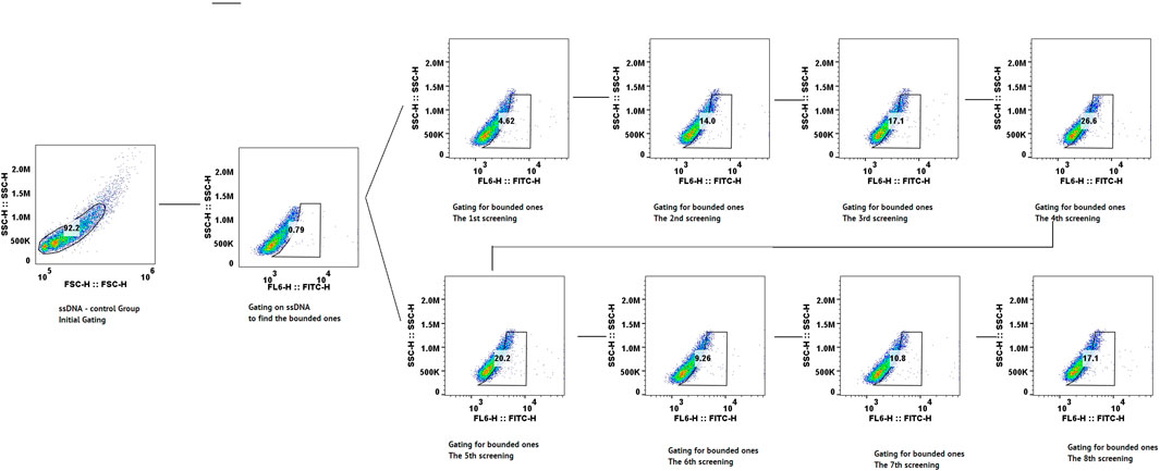 Flow cytometry analysis showing a sequence of scatter plots depicting gating processes. The process starts with initial gating of ssDNA in the control group with 92.2% inclusion. Subsequent plots illustrate gating on ssDNA to identify bounded ones, with percentages of 0.79%, 4.62%, 14.0%, 17.1%, 26.6%, 20.2%, 9.26%, 10.8%, and 17.1% across eight screenings. The plots feature forward scatter (FSC-H) and side scatter (SSC-H) versus fluorescence intensity (FL6-H or FITC-H).