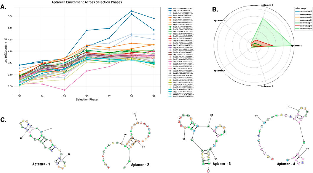 Graph A shows the enrichment of various aptamers across selection phases S3 to S9, with a trend of increasing Log10 counts. Graph B is a radar chart indicating aptamer distribution across different screenings, with color-coded segments. Diagram C shows the predicted secondary structures of four individual aptamers, labeled 1 to 4, each with annotated nucleotide positions.