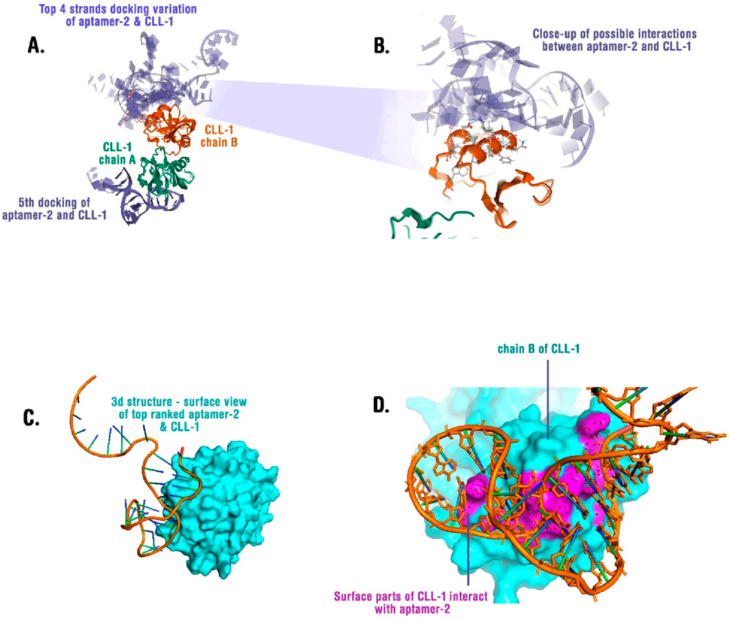 Diagram showing molecular interaction models:A. Top four docking variations of aptamer-2 and CLL-1 with chains labeled. B. Close-up of interactions between aptamer-2 and CLL-1. C. Three-dimensional structure, surface view of aptamer-2 and CLL-1 complex. D. Surface interaction details of CLL-1 with aptamer-2, highlighting the interacting regions.
