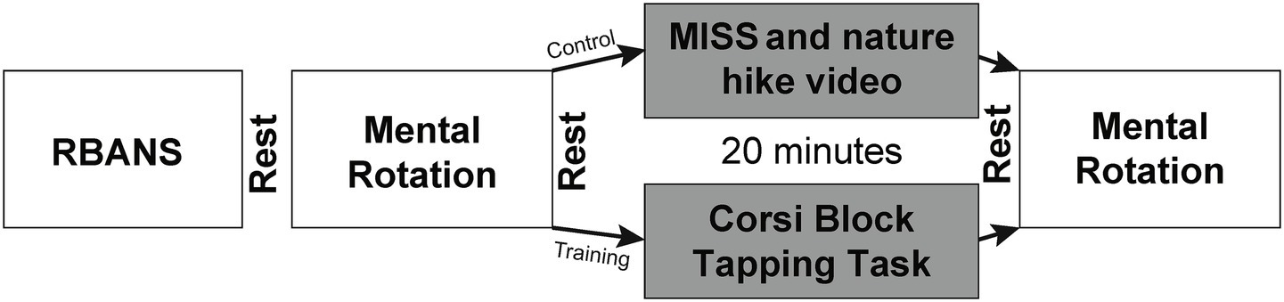 Flowchart depicting a sequence: RBANS followed by rest, mental rotation, rest, and two parallel paths labeled control and training. Control leads to