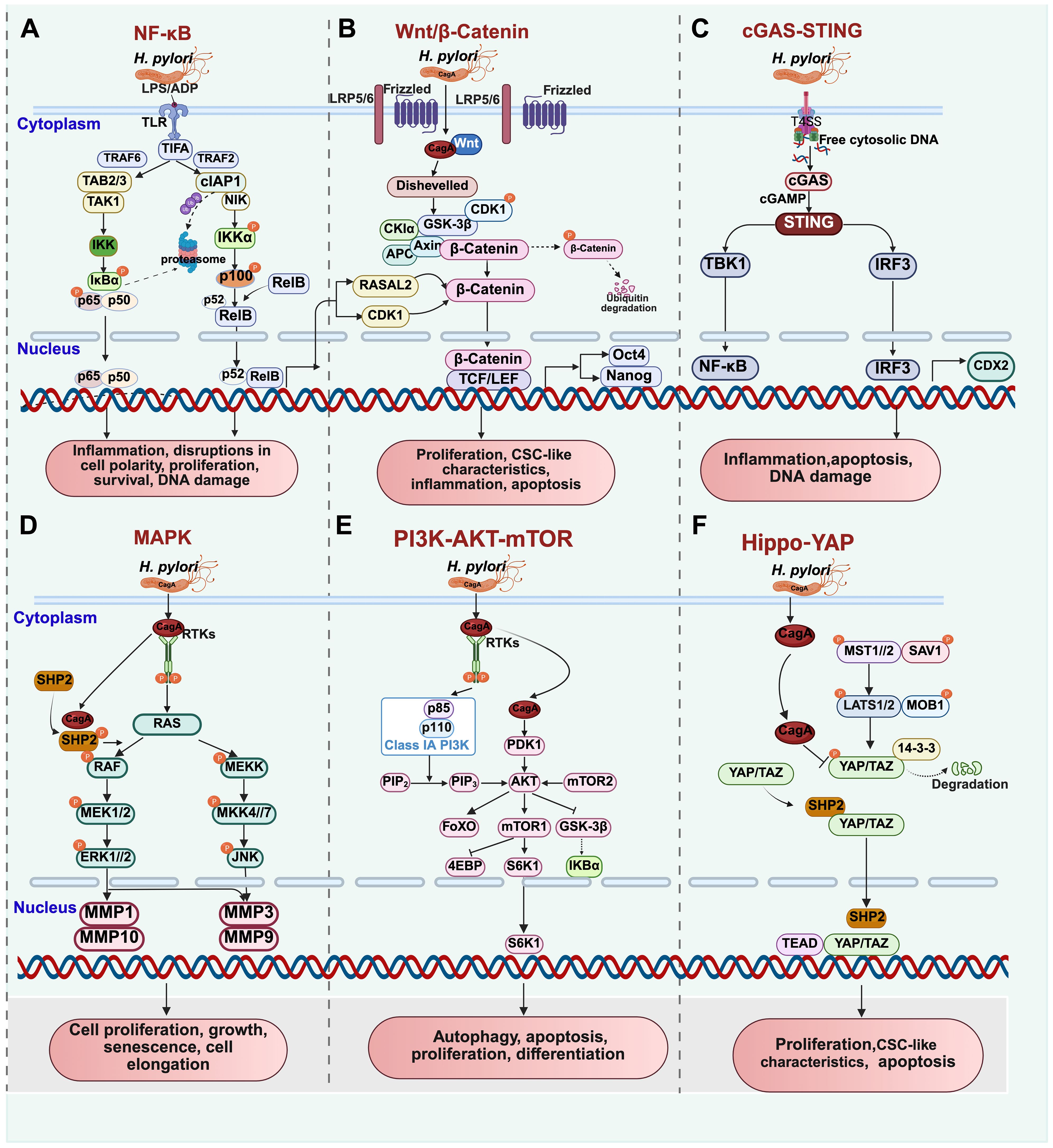 Diagram illustrating signaling pathways activated by *Helicobacter pylori*. Panels: A. NF-κB pathway shows inflammation, cell polarity disruption, and DNA damage. B. Wnt/β-Catenin pathway signifies proliferation and apoptosis. C. cGAS-STING pathway highlights inflammation and apoptosis. D. MAPK pathway relates to cell proliferation and senescence. E. PI3K-AKT-mTOR pathway concerns autophagy and differentiation. F. Hippo-YAP pathway involves proliferation with CSC-like traits. Each pathway features specific molecules and cellular responses.