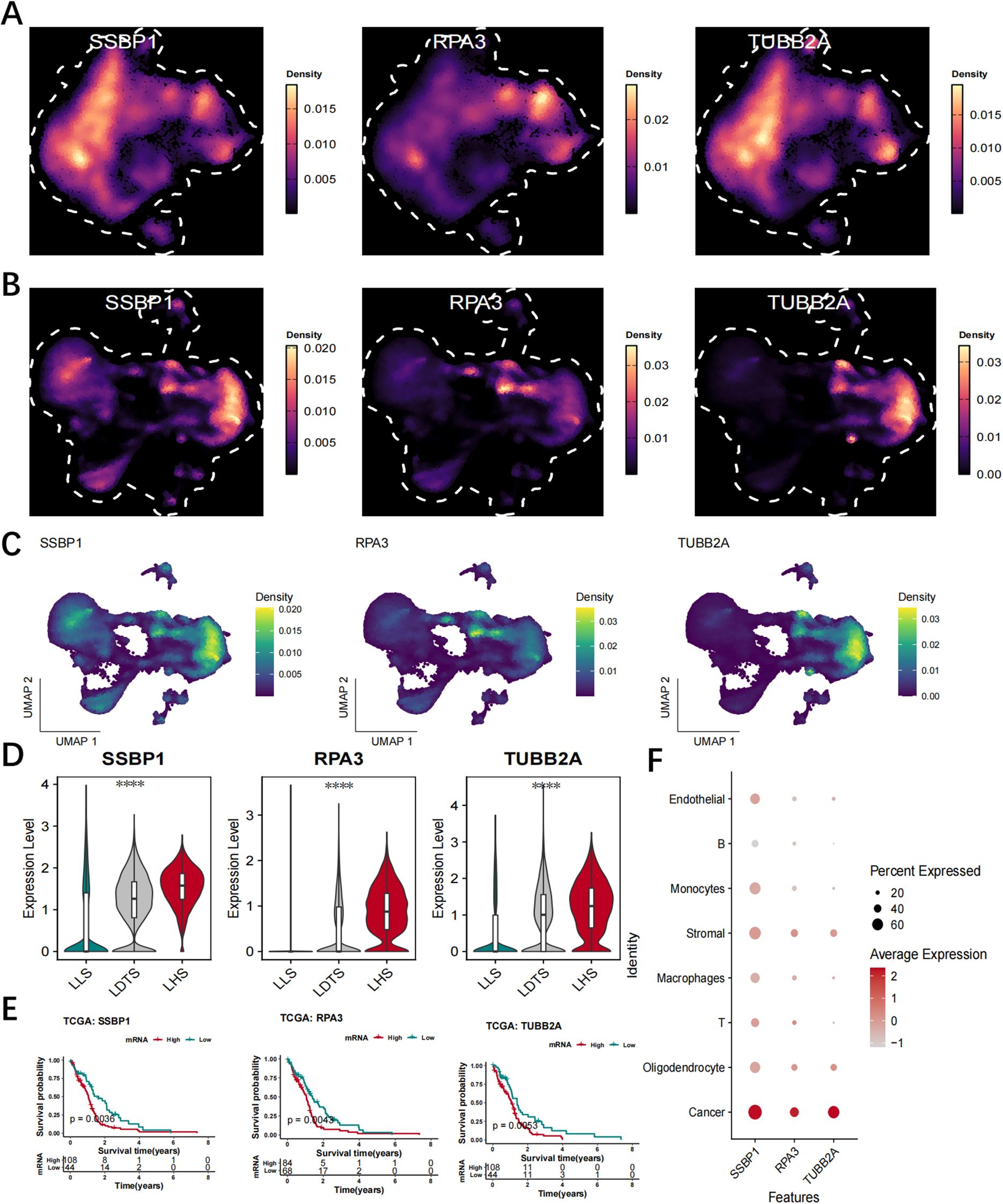 Heatmaps, UMAP plots, violin plots, survival curves, and dot plots analyze gene expression (SSBP1, RPA3, TUBB2A). Panels A, B, and C show density distributions. Panel D presents expression levels across subgroups. Panel E illustrates survival probabilities over time. Panel F's dot plot reveals expression across cell types, indicating average expression and percent expressed.