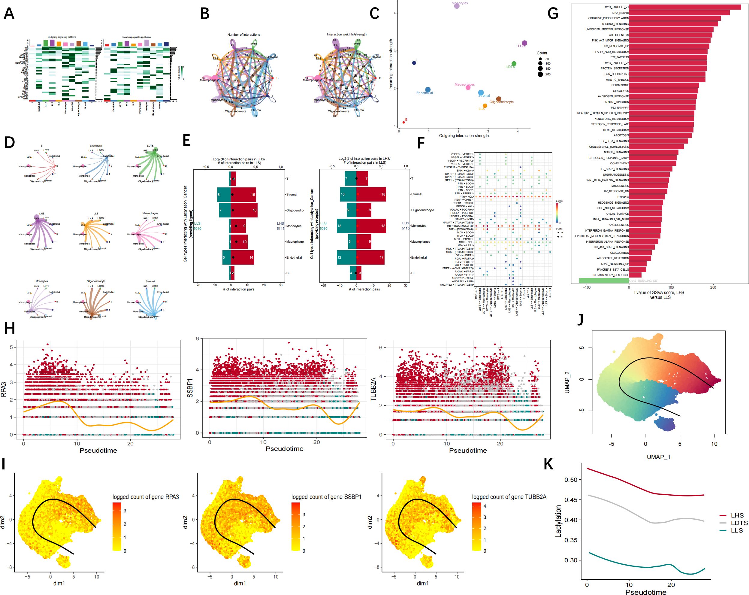 A multi-panel scientific figure depicts various data analyses. Panel A shows heatmaps of cell-type proportions. Panel B displays network diagrams illustrating interactions among cell types. Panel C offers a scatter plot of interaction strengths. Panel D contains interaction pathway illustrations. Panel E presents bar graphs of interaction pair counts and comparisons. Panel F is a dot plot of gene expression. Panel G shows a ranked bar graph of gene set scores. Panels H and I provide pseudotime plots and feature embeddings for gene expression. Panel J features a UMAP plot for dimensional reduction, and Panel K presents line graphs comparing trajectory analyses.