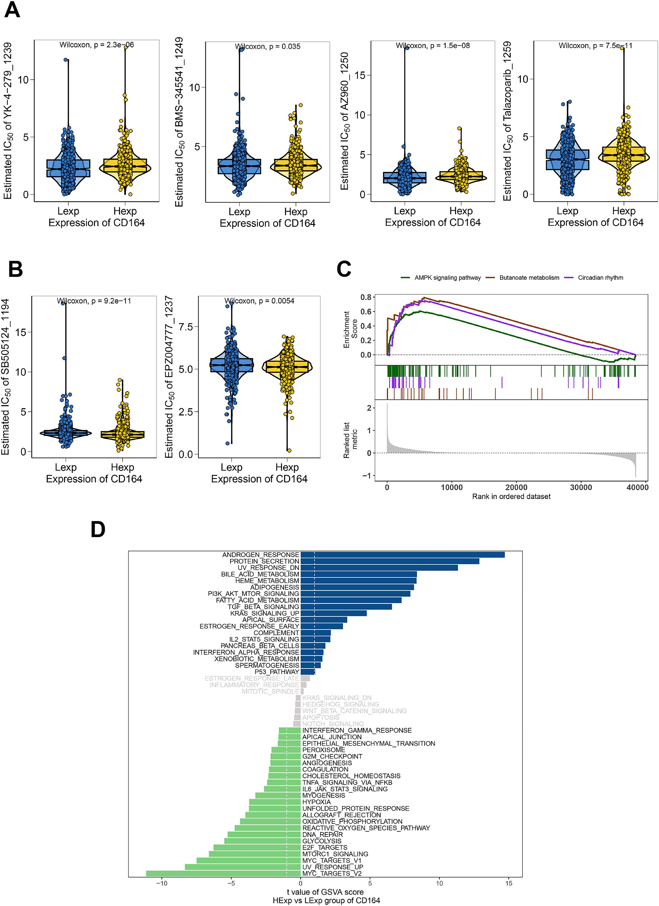 Panel A shows violin plots comparing estimated IC50 values of various compounds between Lexp and Hexp groups based on CD164 expression, with significance indicated by Wilcoxon p-values. Panel B displays similar violin plots for other compounds. Panel C presents a line graph of enrichment scores for AMPK signaling, butanoate metabolism, and circadian rhythm pathways. Panel D is a bar graph showing t-values of GSVA scores, comparing expression in HExp versus LExp groups across different pathways.