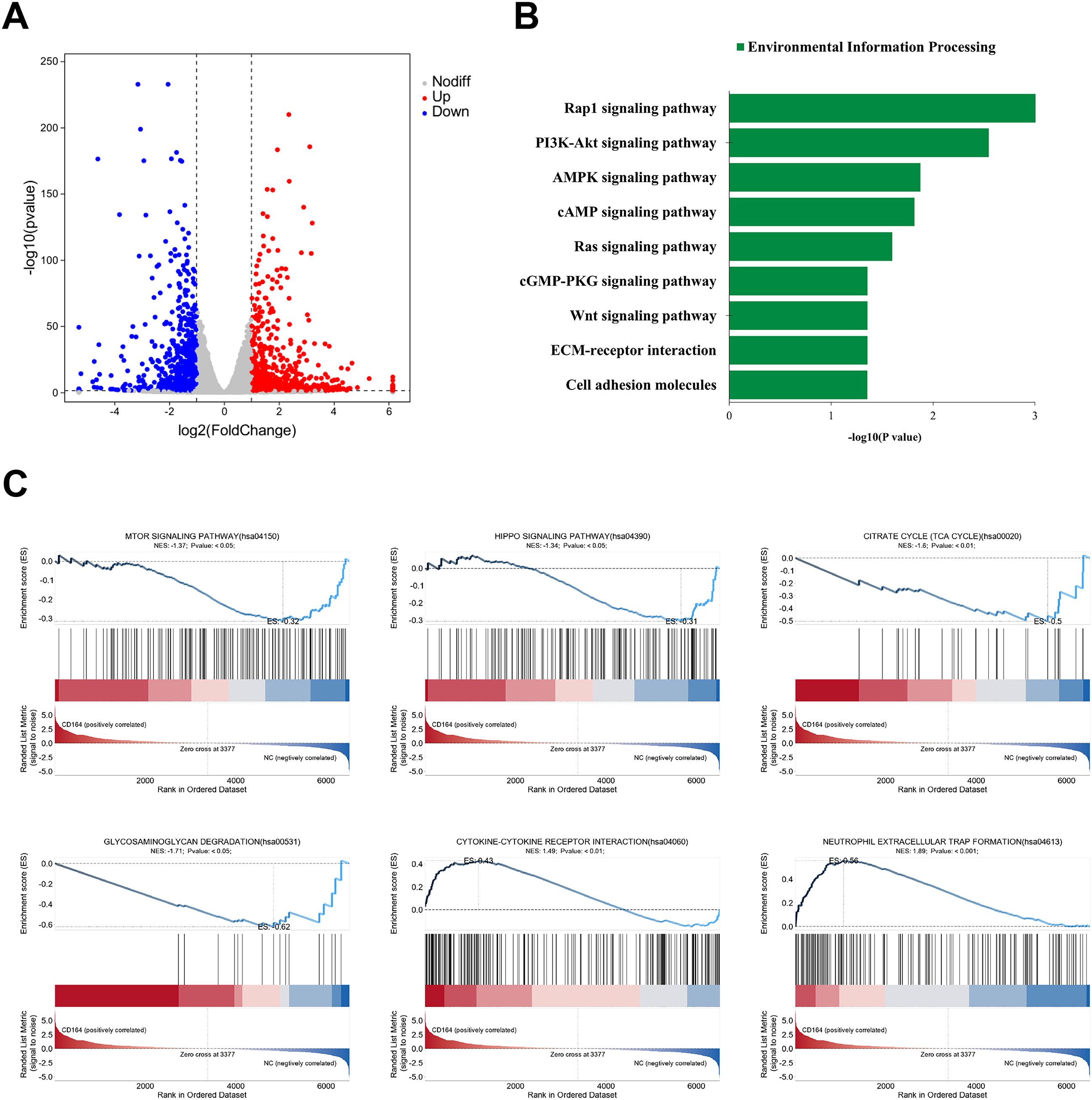 Panel A displays a volcano plot with data points indicating gene expression changes: blue for downregulated, red for upregulated, and gray for no significant change. Panel B shows a bar graph of pathways related to environmental information processing, including Rap1, PI3K-Akt, and others, arranged by significance. Panel C includes six enrichment plots showcasing pathway analysis for MTOR, HIPPO, CITRATE CYCLE, GLYCOSAMINOGLYCAN DEGRADATION, CYTOKINE-CYTOKINE RECEPTOR INTERACTION, and NEUTROPHIL EXTRACELLULAR TRAP FORMATION, with each plot showing a distribution of scores across ranked datasets.