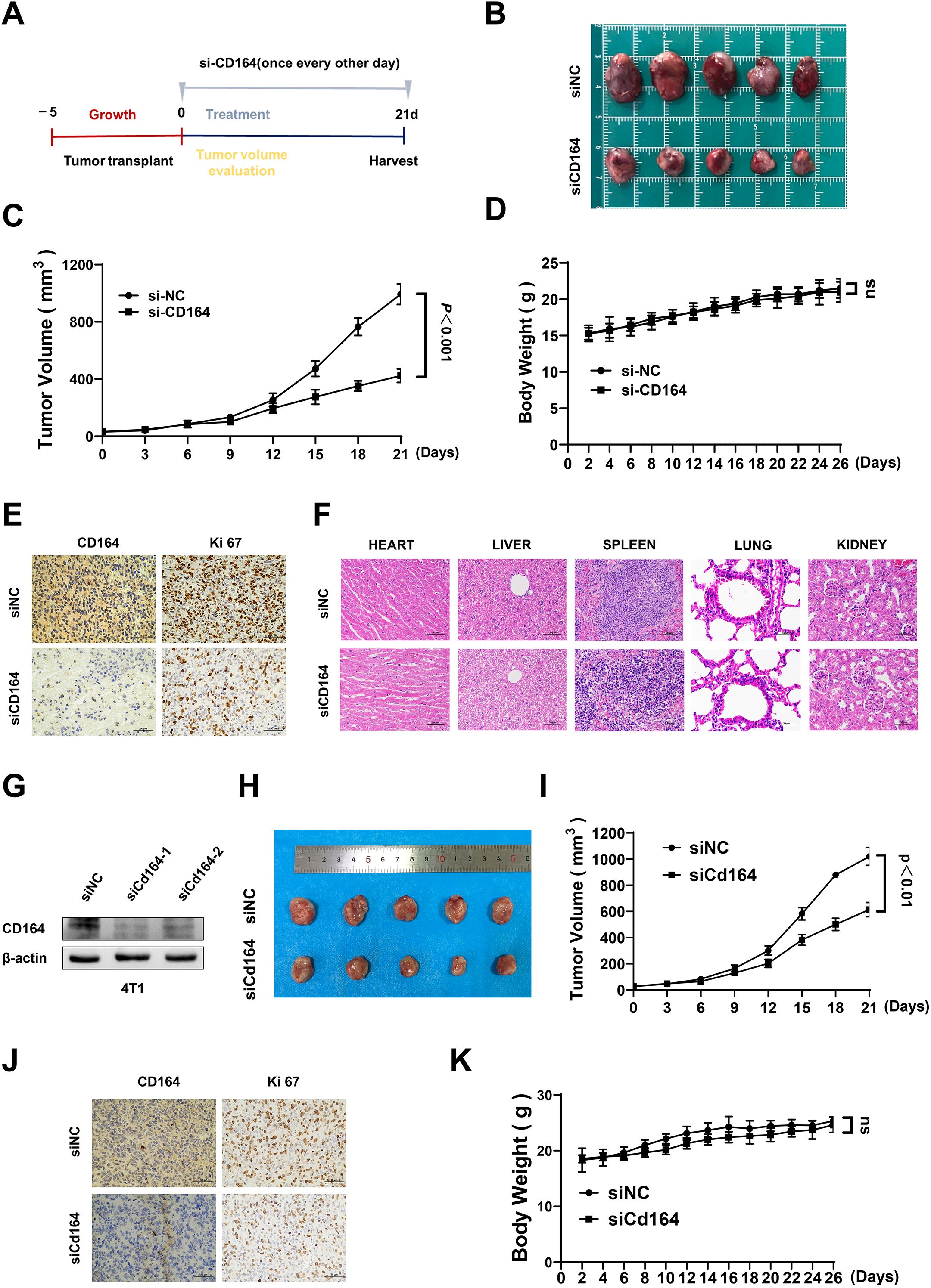 A series of scientific diagrams and charts related to an experiment on tumor growth. Panel A shows a timeline of tumor transplant, treatment, and evaluation. Panel B contains images of tumors from different treatments. Panel C is a line graph comparing tumor volume over time between treatments. Panel D shows a graph for body weight changes over time. Panels E and J include tissue staining images for CD164 and Ki 67 expression. Panel F shows histological images of different organs. Panel G displays a Western blot for CD164 and beta-actin. Panel H shows excised tumors with a ruler for scale. Panel I and panel K show additional graphs of tumor volume and body weight, respectively.