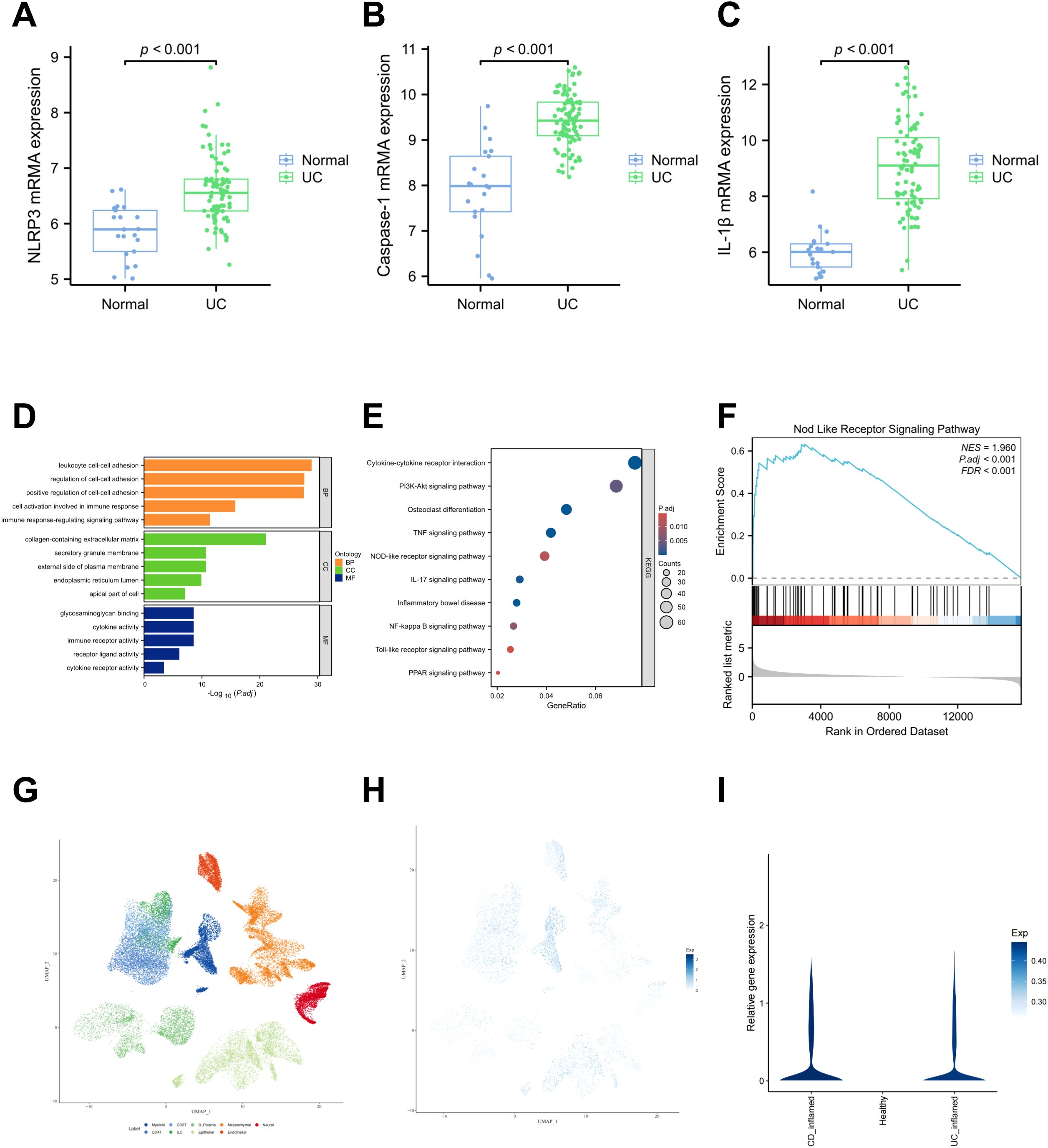 Panel A shows a box plot comparing NLRP3 mRNA expression between normal and UC groups, with UC showing higher expression. Panel B displays a similar comparison for Caspase-1 mRNA. Panel C compares IL-1β mRNA expression. Panel D presents a bar chart of gene ontology terms, highlighting categories like immune response. Panel E is a dot plot of pathway analysis, showing significant enrichment in several pathways. Panel F is an enrichment plot for the Nod-like receptor signaling pathway. Panels G and H depict UMAP plots of cell clusters, and panel I shows a violin plot of relative gene expression across groups.