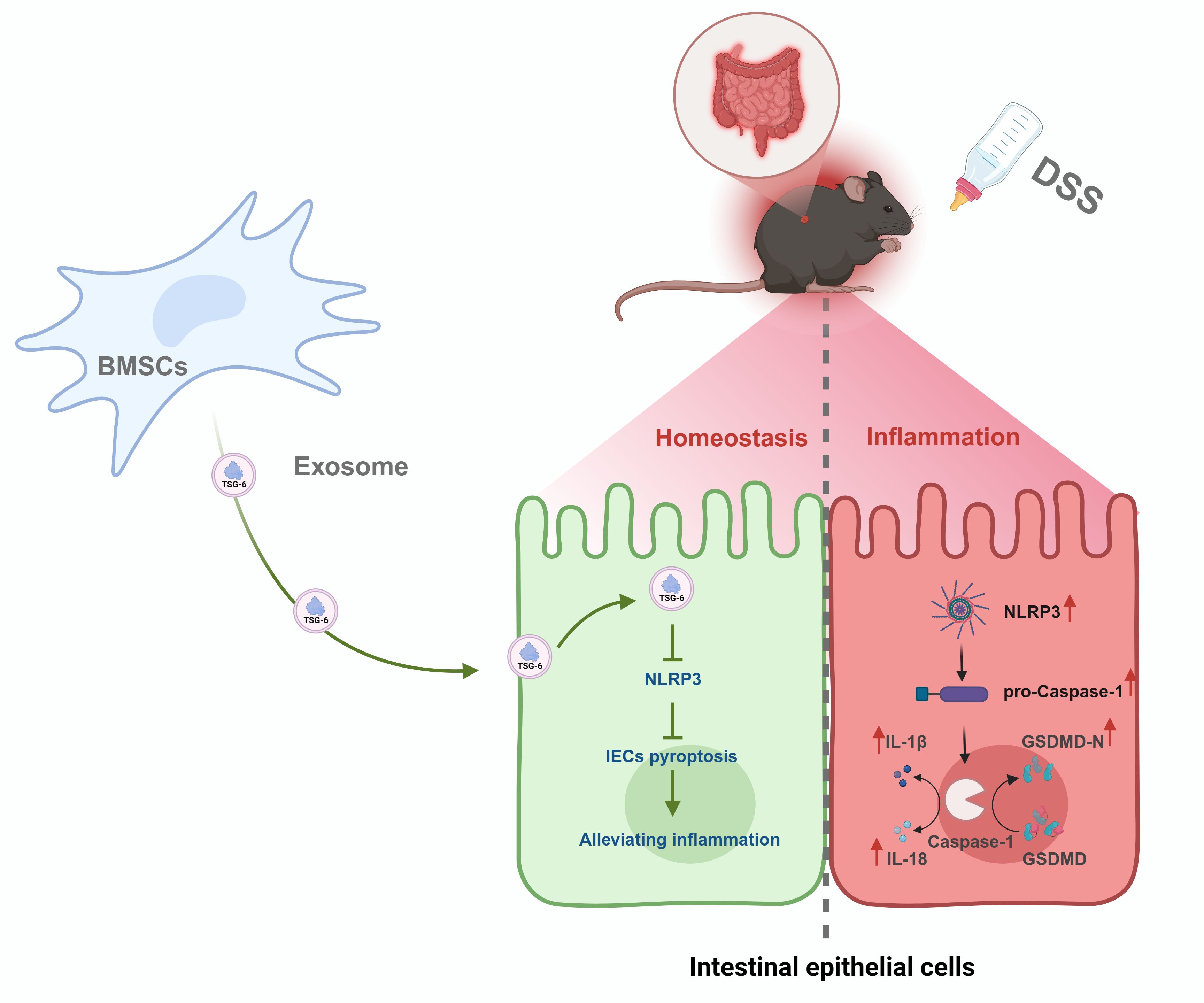 Illustration depicting the role of bone marrow stem cell (BMSC) exosomes in intestinal inflammation. On the left, BMSCs release exosomes containing TSG-6, which inhibit NLRP3, preventing pyroptosis in intestinal epithelial cells (IECs) and alleviating inflammation, maintaining homeostasis. On the right, without intervention, DSS treatment induces inflammation in a mouse model, activating NLRP3, leading to increased levels of pro-caspase-1, IL-1β, IL-18, and GSDMD, causing IEC pyroptosis. The diagram highlights a comparison between homeostasis and inflammatory conditions in the intestine.