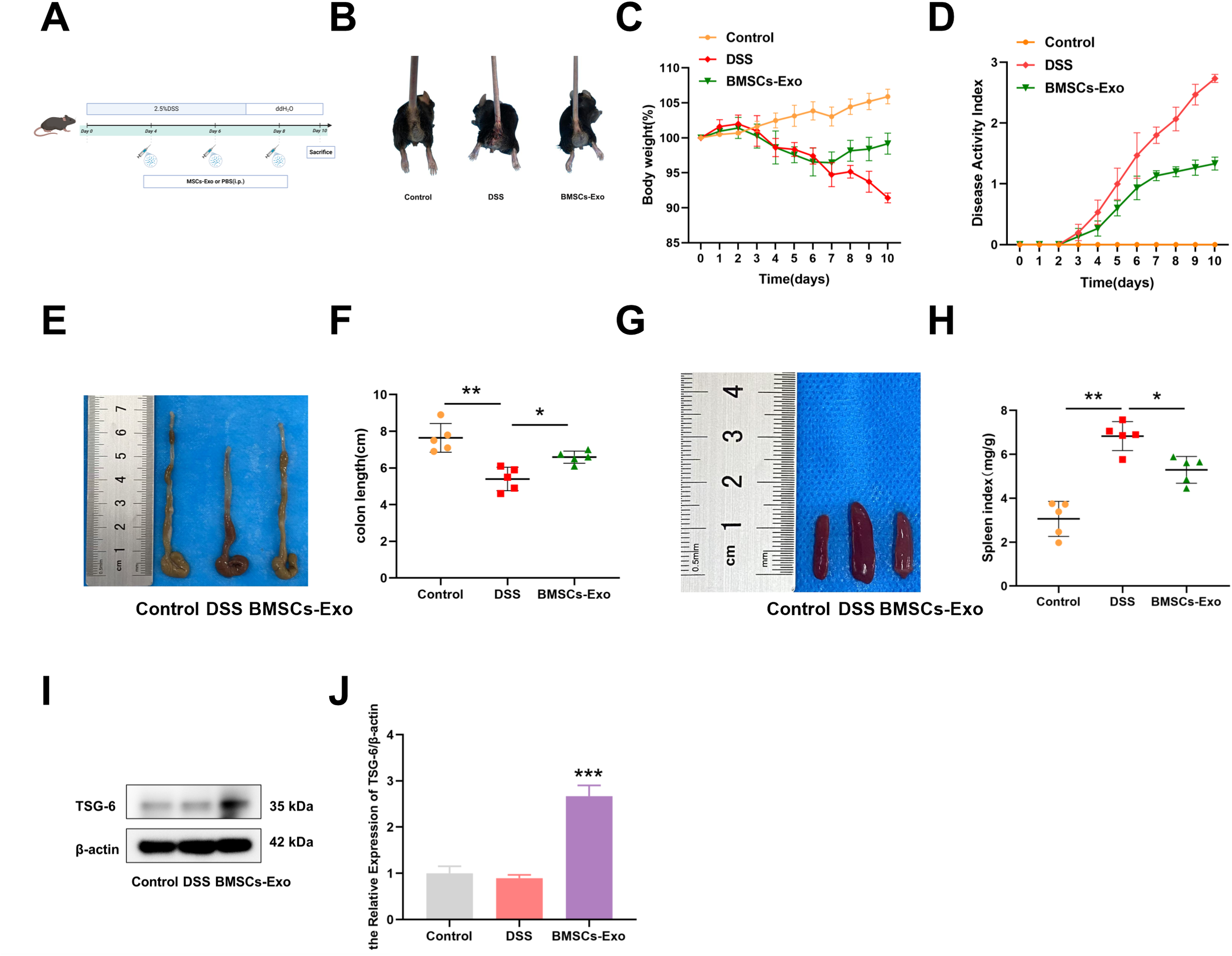 A series of images and charts related to a study on mice. A. Diagram showing the experimental setup with mice receiving treatments over ten days. B. Images of three mice from the Control, DSS, and BMSCs-Exo groups. C. Line graph depicting changes in body weight over ten days, with DSS-treated mice showing a significant decrease. D. Line graph of the Disease Activity Index over ten days, showing the highest values in the DSS group. E. Photograph of colons from each group, next to a ruler for scale. F. Scatter plot showing colon length measurements, with DSS group having the shortest colons. G. Photograph of spleens from each group, with a ruler for scale. H. Scatter plot of spleen index values, with the DSS group showing higher values. I. Western blot of TSG-6 and β-actin proteins with molecular weights. J. Bar graph of TSG-6 relative expression, highest in the BMSCs-Exo group.