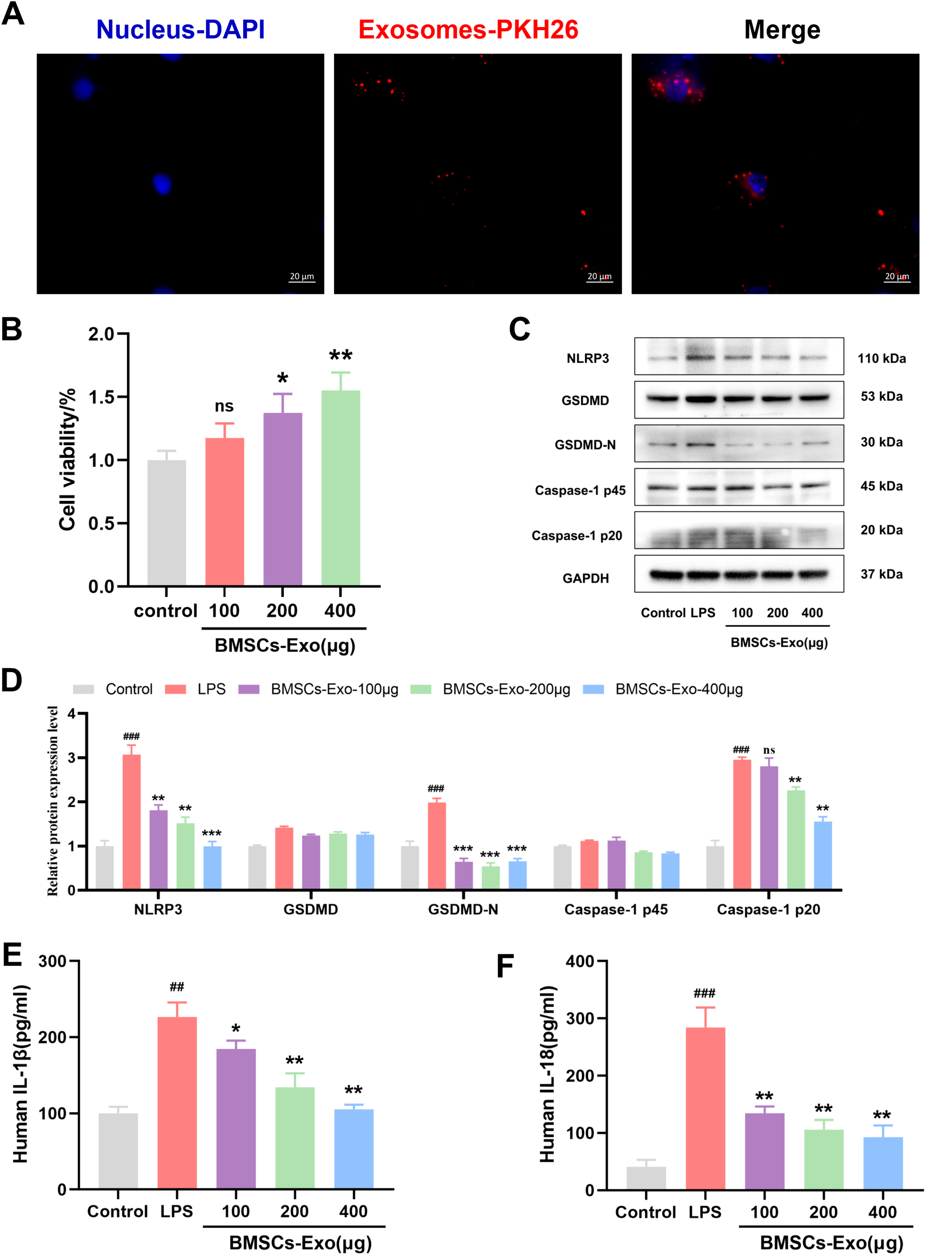 Panel A shows fluorescent images of cells with nuclei stained in blue (DAPI) and exosomes in red (PKH26), with a merged view on the right. Panel B is a bar graph of cell viability (%), indicating increased viability with higher BMSCs-Exo concentrations. Panel C presents Western blots for NLRP3, GSDMD, GSDMD-N, Caspase-1 p45, Caspase-1 p20, and GAPDH across different treatments. Panel D shows a bar graph of relative protein expression levels, demonstrating variations across treatments. Panels E and F are bar graphs showing human IL-1β and IL-18 levels, respectively, indicating changes with treatment.