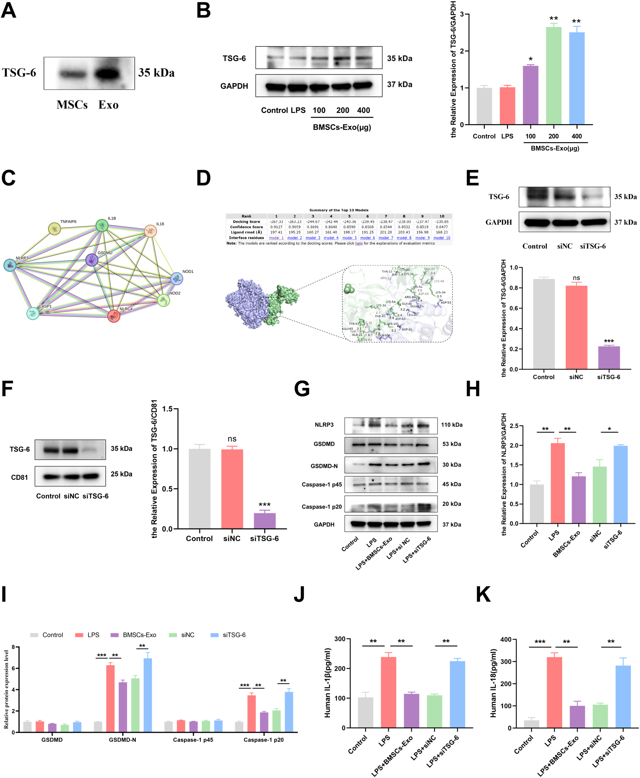 Panel of scientific figures and graphs showcasing experimental results. A: Western blot displaying TSG-6 expression in MSCs and Exosomes. B: Western blot and bar graph showing TSG-6 and GAPDH expression in BMSCs-Exo at various concentrations. C: Protein interaction network diagram. D: Molecular docking summary with a 3D protein structure. E and F: Western blots with bar graphs indicating TSG-6 expression in control, siNC, and siTSG-6 groups. G and H: Western blot and bar graph for NLRP3 and related proteins. I: Bar graph comparing expression levels of GSDMD and Caspase-1 variants. J and K: Bar graphs measuring IL-1β and IL-6 cytokine levels. Statistical significance indicated with asterisks.
