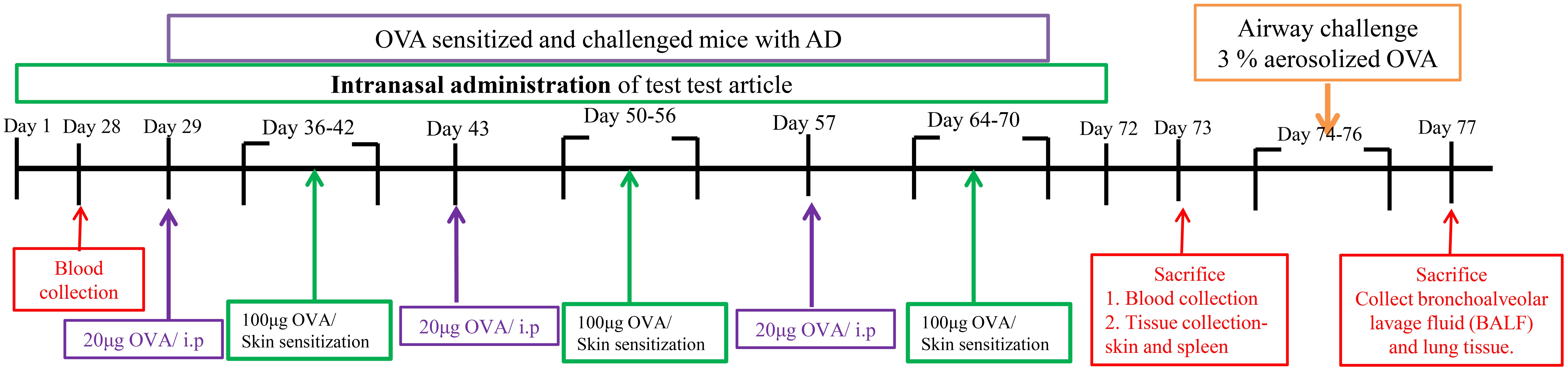 Timeline chart illustrating the experimental procedure for OVA sensitized and challenged mice with atopic dermatitis. Key events include blood collection, intraperitoneal injections, skin sensitization, intranasal test article administration, and airway challenges with aerosolized OVA. Sacrifices for tissue collection occur on days 72 and 77.