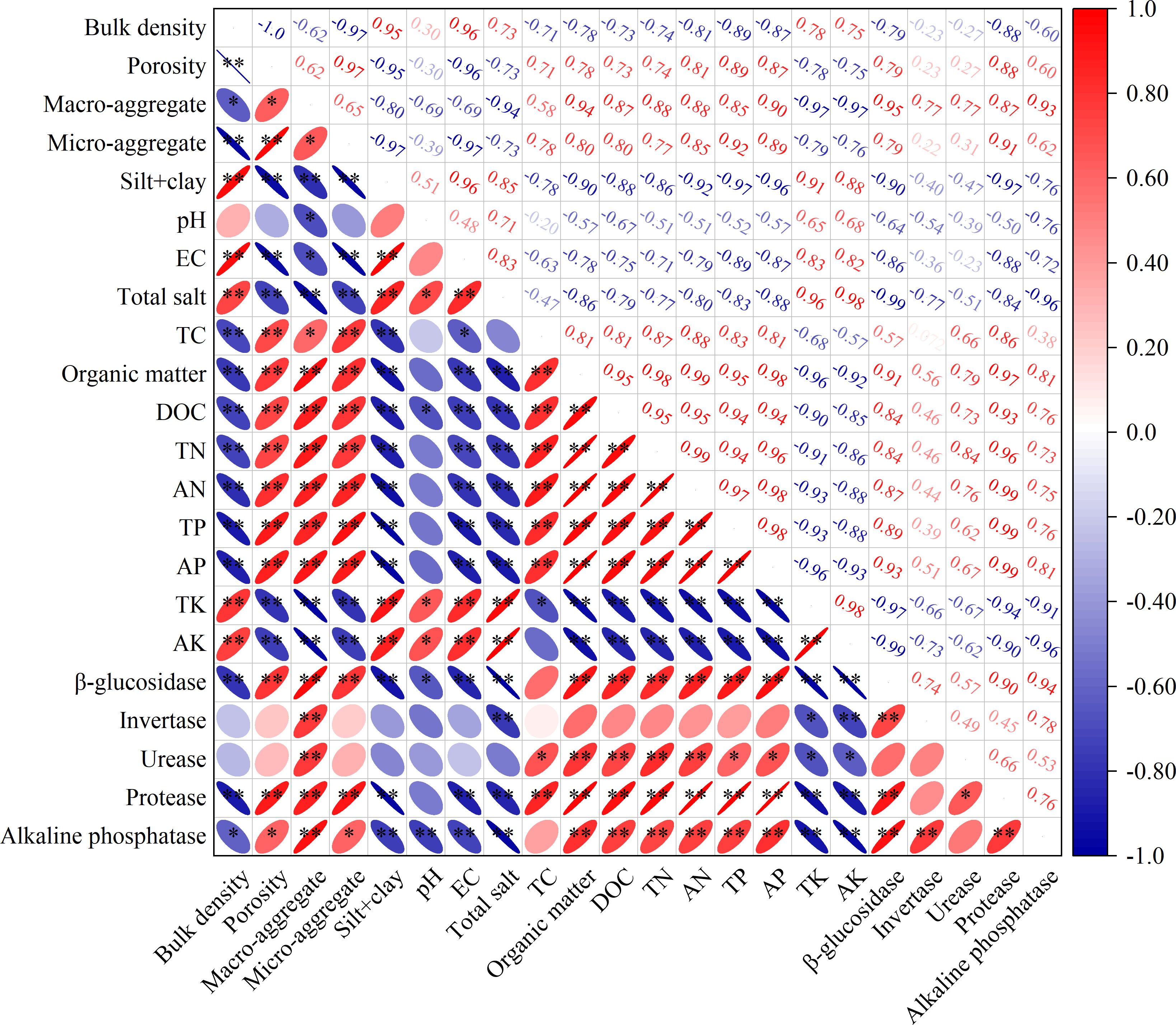 A correlation matrix visualizes the relationships between various soil properties and enzymes. Red and blue gradients indicate the strength and direction of correlations, with red for positive and blue for negative. The diagonal features solid colors, and numerical values with ellipses depict correlation strength in off-diagonal cells. Each axis lists the properties and enzymes examined, ranging from bulk density to alkaline phosphatase. A color bar on the right provides the correlation scale from -1 to 1.