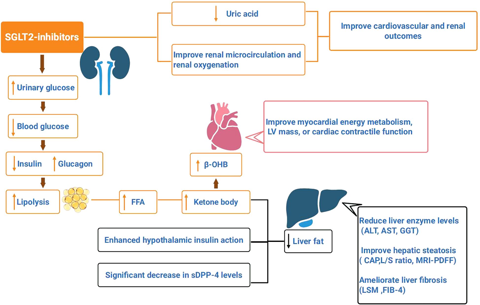 Flowchart illustrating the effects of SGLT2 inhibitors. Key outcomes include increased urinary glucose and decreased blood glucose, leading to reduced insulin and increased glucagon. This enhances lipolysis and increases free fatty acids (FFA) and ketone bodies, improving hypothalamic insulin action and reducing liver fat. Improvements in cardiovascular, renal, and liver health are noted, such as reduced enzyme levels and improved myocardial energy metabolism.