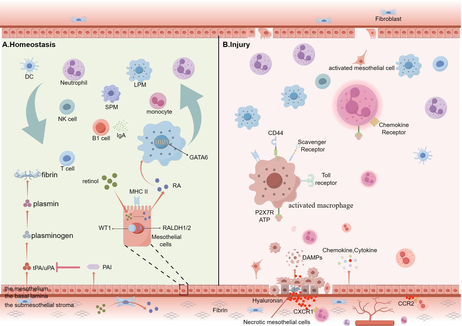 Diagram illustrating two states of peritoneal cavity. Left panelshows homeostasis with various immune cells, fibrin, and mesothelial cells producing retinol and RA via RALDH1/2. Right panel depicts injury, featuring activated mesothelial cells, macrophages, chemokines, and cytokines, along with tissue damage and necrosis. Arrows indicate interactions and pathways between elements in both states.