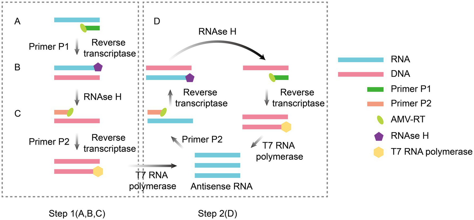 A diagram illustrating two-step RNA synthesis. Step 1 (A, B, C) involves: A - RNA with Primer P1 and reverse transcriptase activity; B - RNA-DNA hybrid with RNase H; C - DNA strand with Primer P2 and AMV-RT, followed by reverse transcriptase. Step 2 (D) illustrates RNA amplification: RNA-DNA hybrid formation with RNase H, reverse transcription with Primer P2, leading to T7 RNA polymerase activity generating antisense RNA. The legend identifies components: RNA (blue), DNA (pink), Primer P1 (green), Primer P2 (orange), AMV-RT (oval), RNase H (pentagon), and T7 RNA polymerase (hexagon).