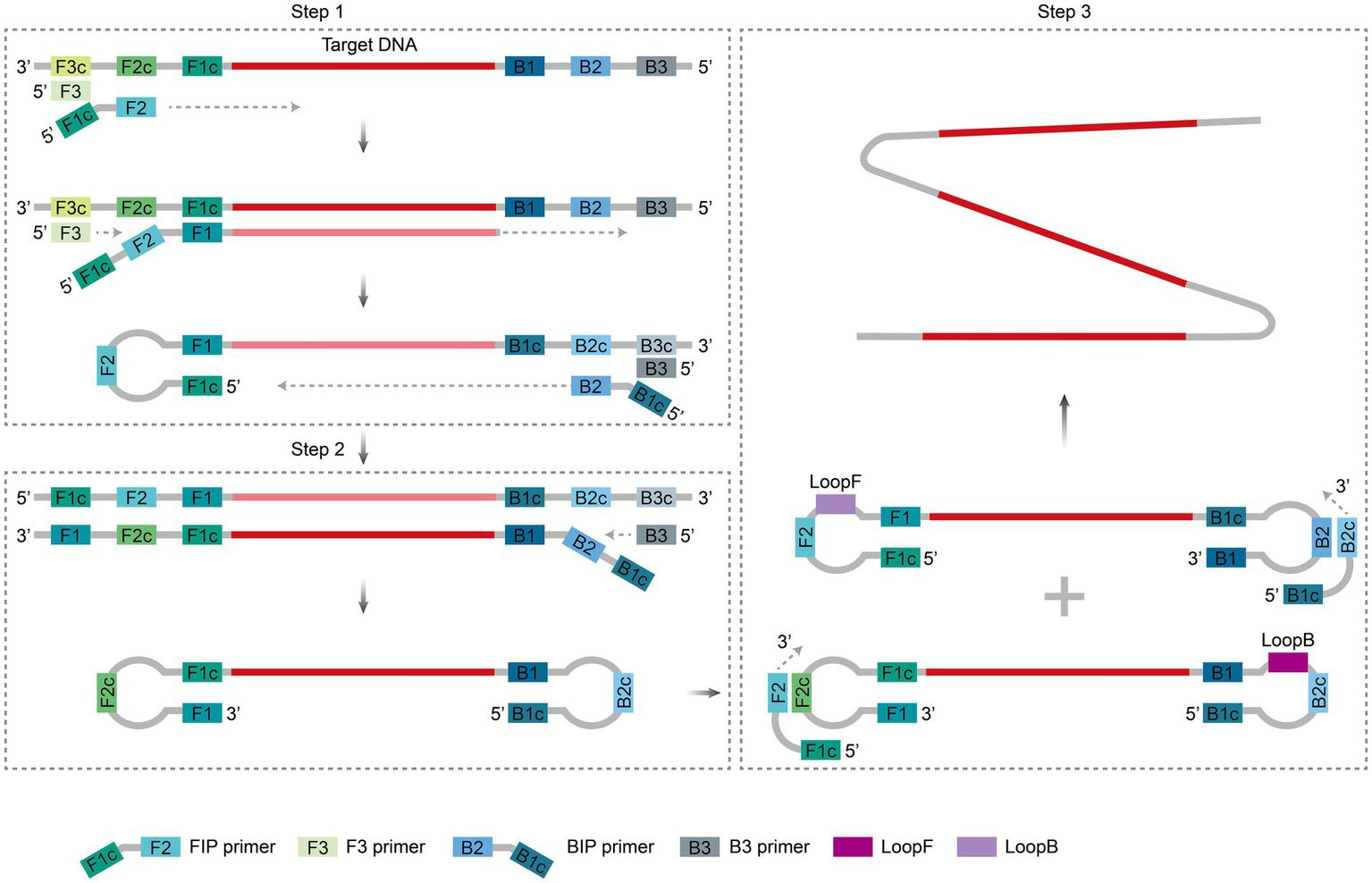 Diagram showing the three-step process of DNA amplification using specific primers. Step 1 involves binding to target DNA, with primers labeled F3, F2, F1, B1, B2, and B3. Step 2 shows loop formation with primers F1c and B1c. Step 3 details the final amplification with loops labeled LoopF and LoopB. Key sections are color-coded, and primers are indicated in a legend.